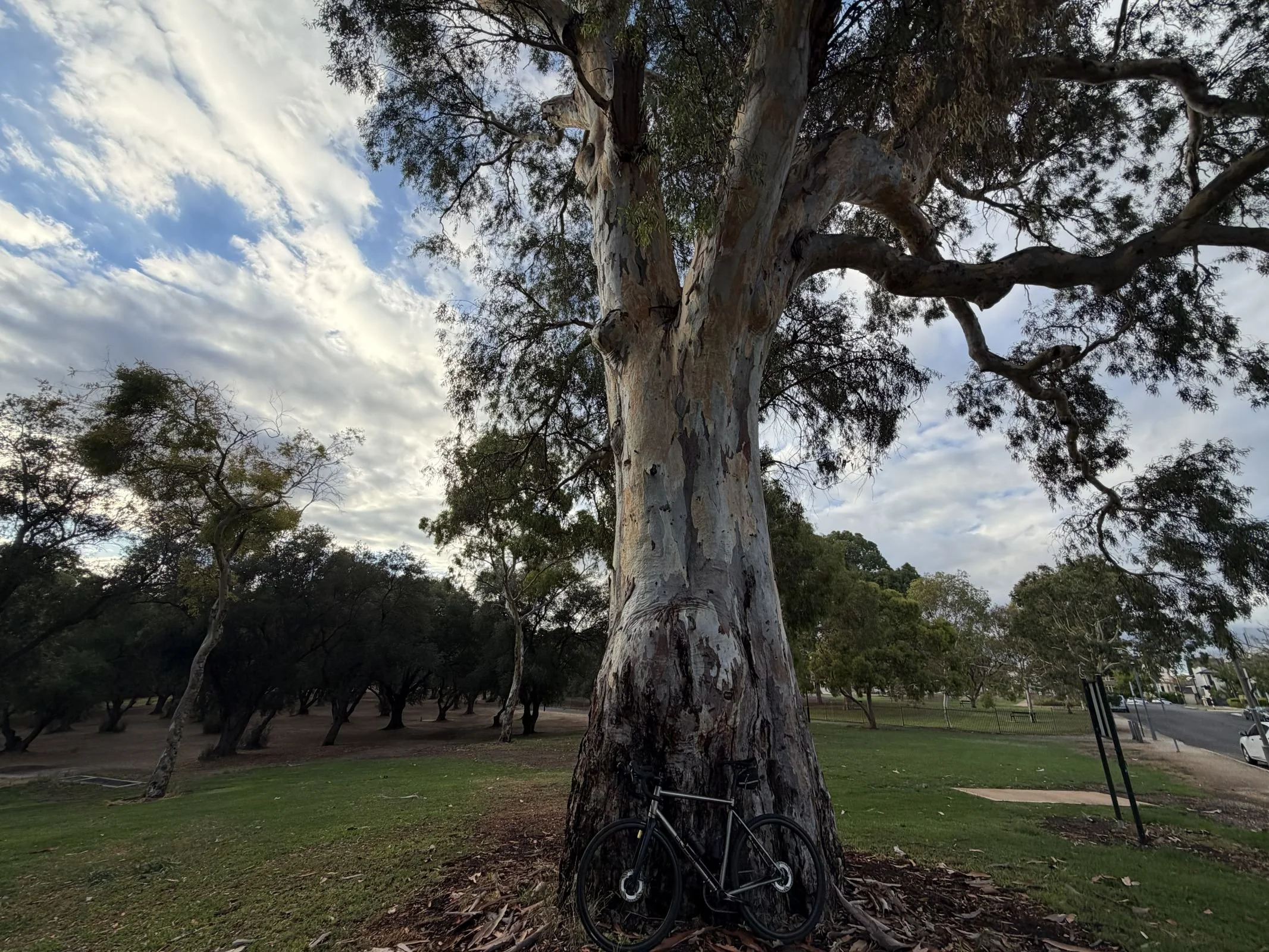 Site #4 - East Tce bend, 150-year-old River Red Gum