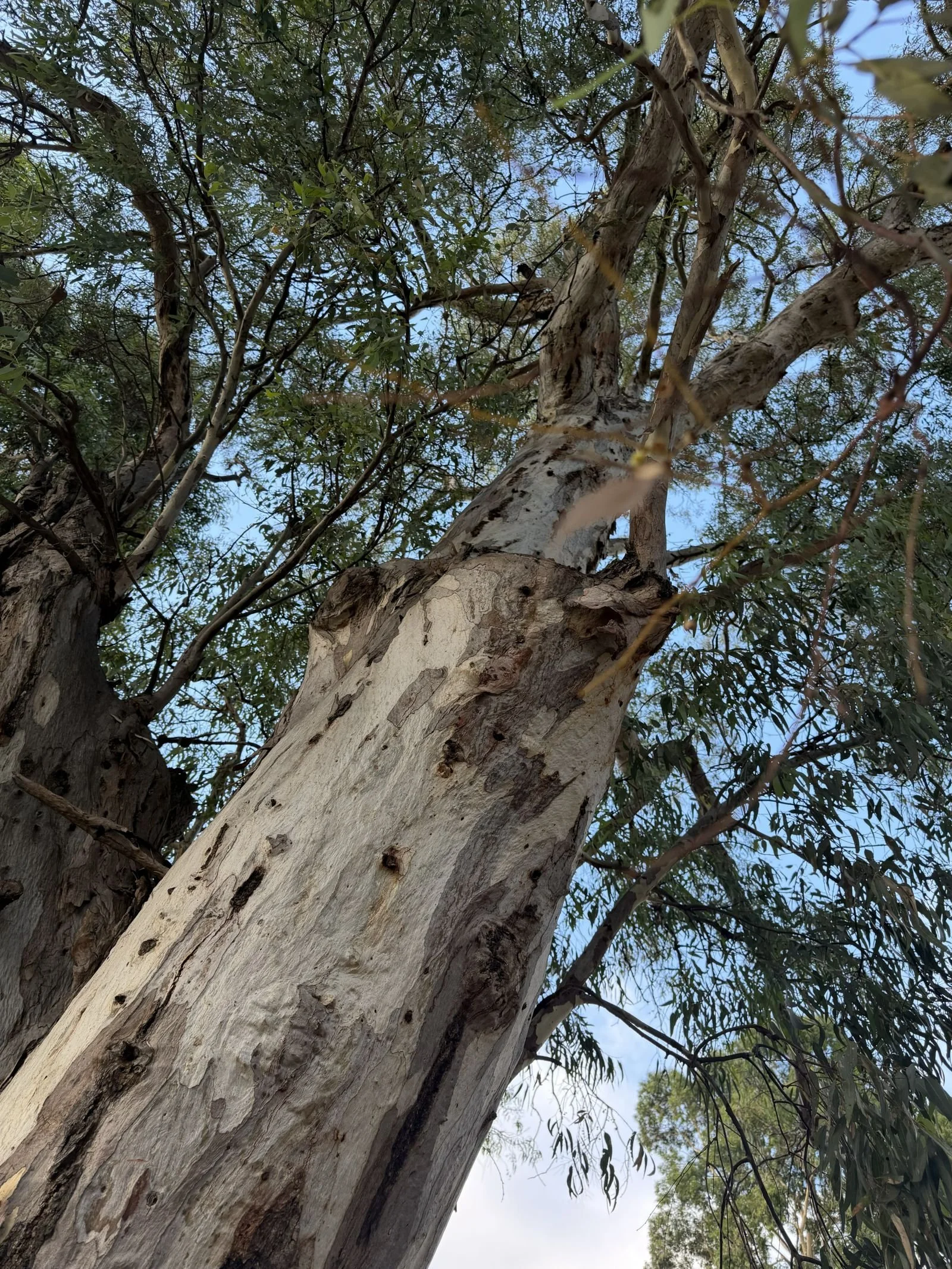 Site #7 near Britannia roundabout in Victoria Park