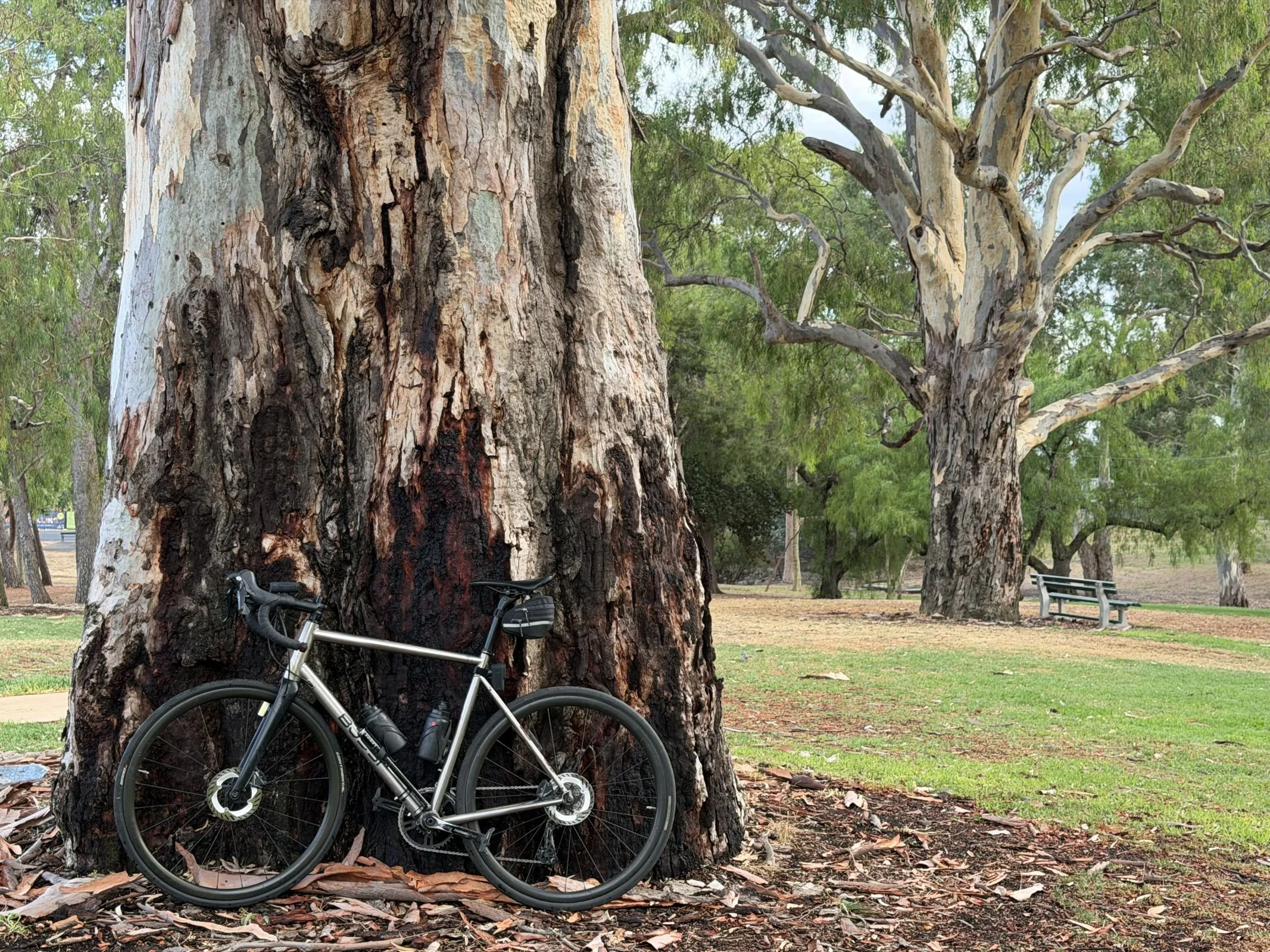 No tree too big for Government chainsaws