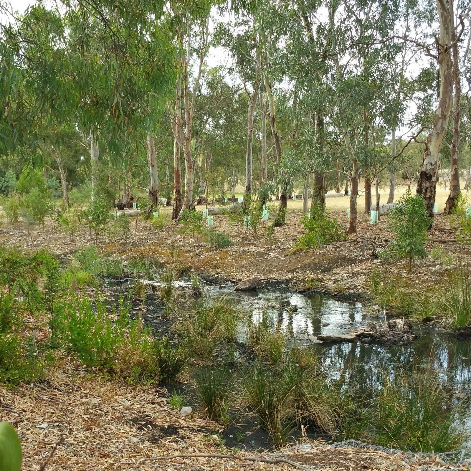 Have you explored the wetland just north of the cemetery in G.S. Kingston Park /Wirrarninthi (Park 23 of your #adelaideparklands)? It's one of the highlights of this Sunday's two-hour Guided Walk. 

Click the link in our bio to book.