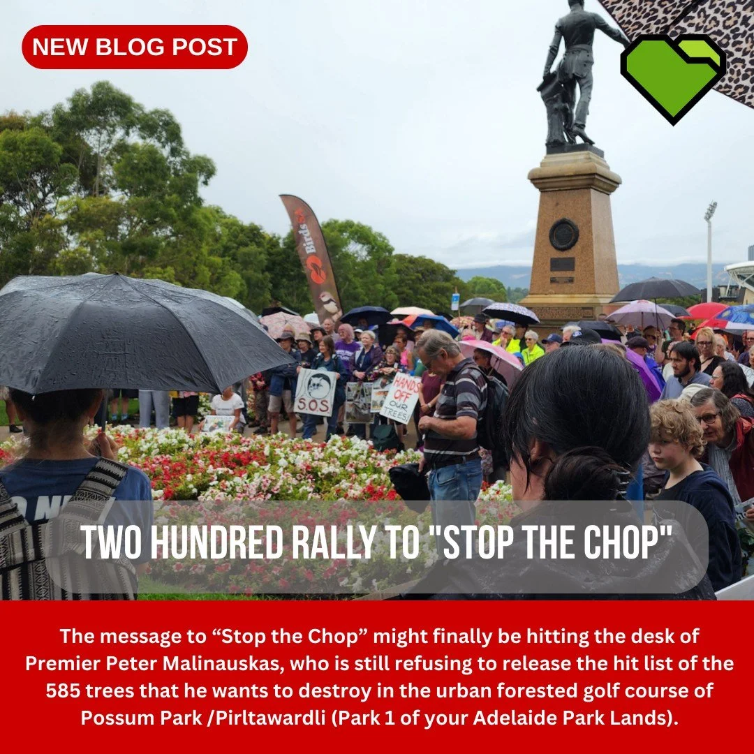 BLOG: Two hundred rally to "Stop the Chop"

An estimated two hundred Park Lands supporters were not deterred by rain on Saturday 28 February, gathering at Montefiore Hill as they sent an unmistakeable message to the Premier, and his embattl