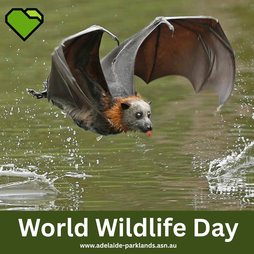 PROTECT &amp; EXPLORE: Celebrating World Wildlife Day

March 3rd is World Wildlife Day.  It provides the perfect opportunity to celebrate the many beautiful and varied forms of wild fauna and flora that live in your Park Lands (including the Zoo). 


