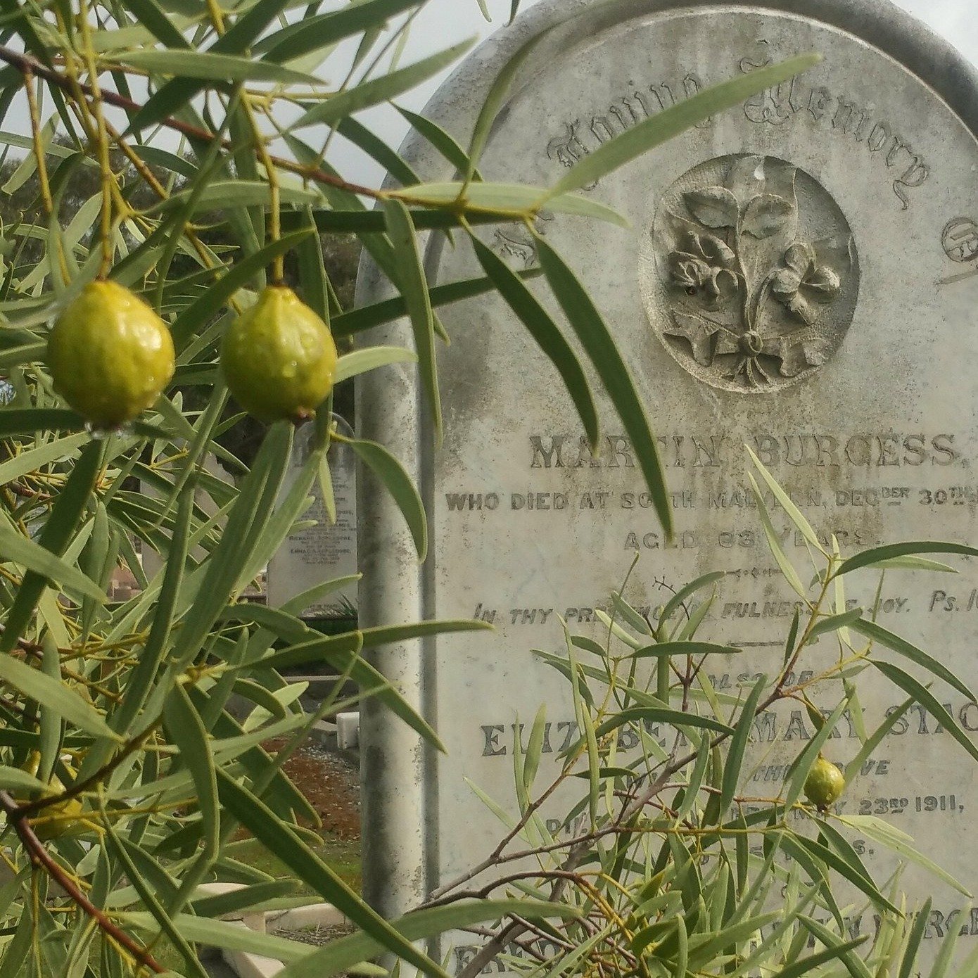 There are some rare bush tucker plants hidden in some strange places in your Adelaide Park Lands. We'll point them out during our Guided Walk next Monday the 9th, in G.S. Kingston Park /Wirrarninthi (Park 23 of your #adelaideparklands). 

Click the l