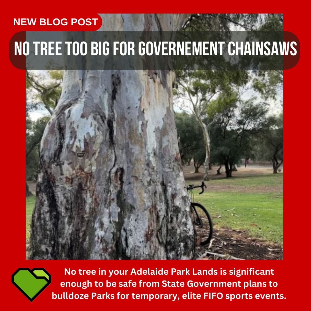 BLOG: No tree too big for Government chainsaws

No tree in your Adelaide Park Lands is significant enough to be safe from State Government plans to bulldoze Parks for temporary, elite FIFO sports events.

The 150 year old Red Gum tree is on the East 