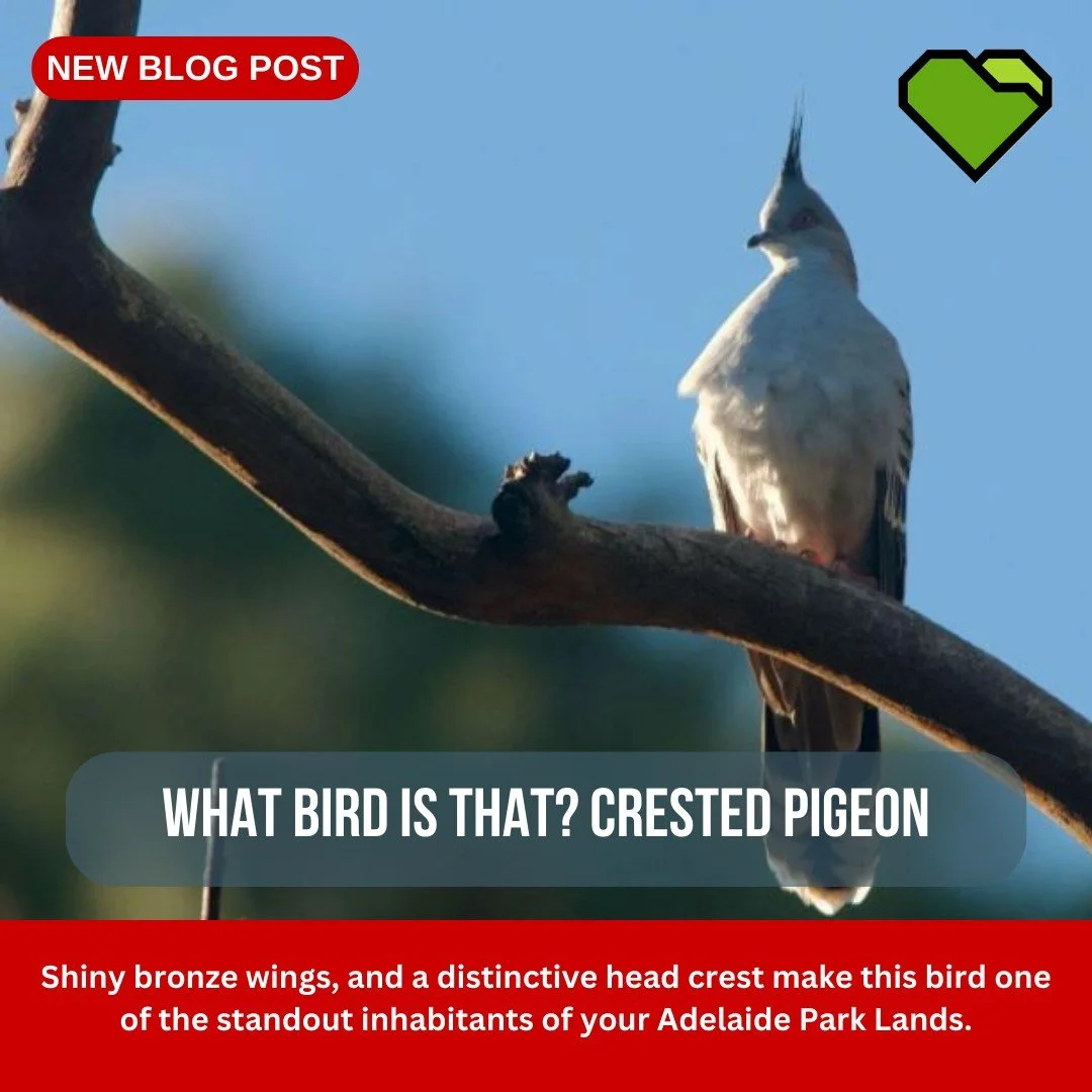 BLOG: What Bird is that? Crested pigeon

Shiny bronze wings, and a distinctive head crest make this bird one of the standout inhabitants of your Adelaide Park Lands.

Blog post by by Nicholas Munday, Adelaide Urban Birding

📷: @adelaideurbanbirding

