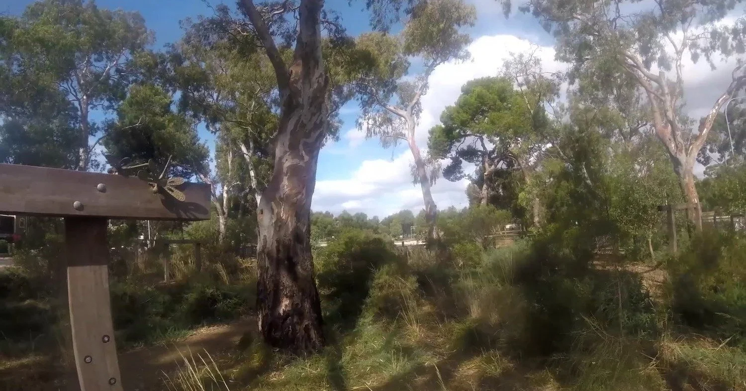 Our two-hour Guided Walk this Sunday features some of the lesser-known parts of your #adelaideparklands. Lower North Adelaide's Parks 7, 8 and 9 feature not just olive trees, but also a &ldquo;community hub&rdquo;, a sporting oval, and a bushland tra