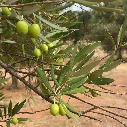 Are you allowed to pick olives in your Adelaide Park Lands?  Find out as we take you on a Guided Walk through Lower North Adelaide's Parks 7, 8 and 9 this Sunday. We'll wander through the dappled shade and learn the history of both olives and Park La