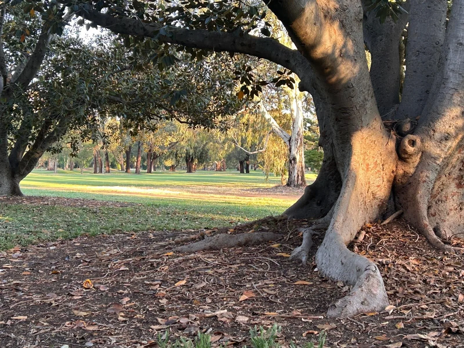 Know Your Park Lands Plants - Moreton Bay fig