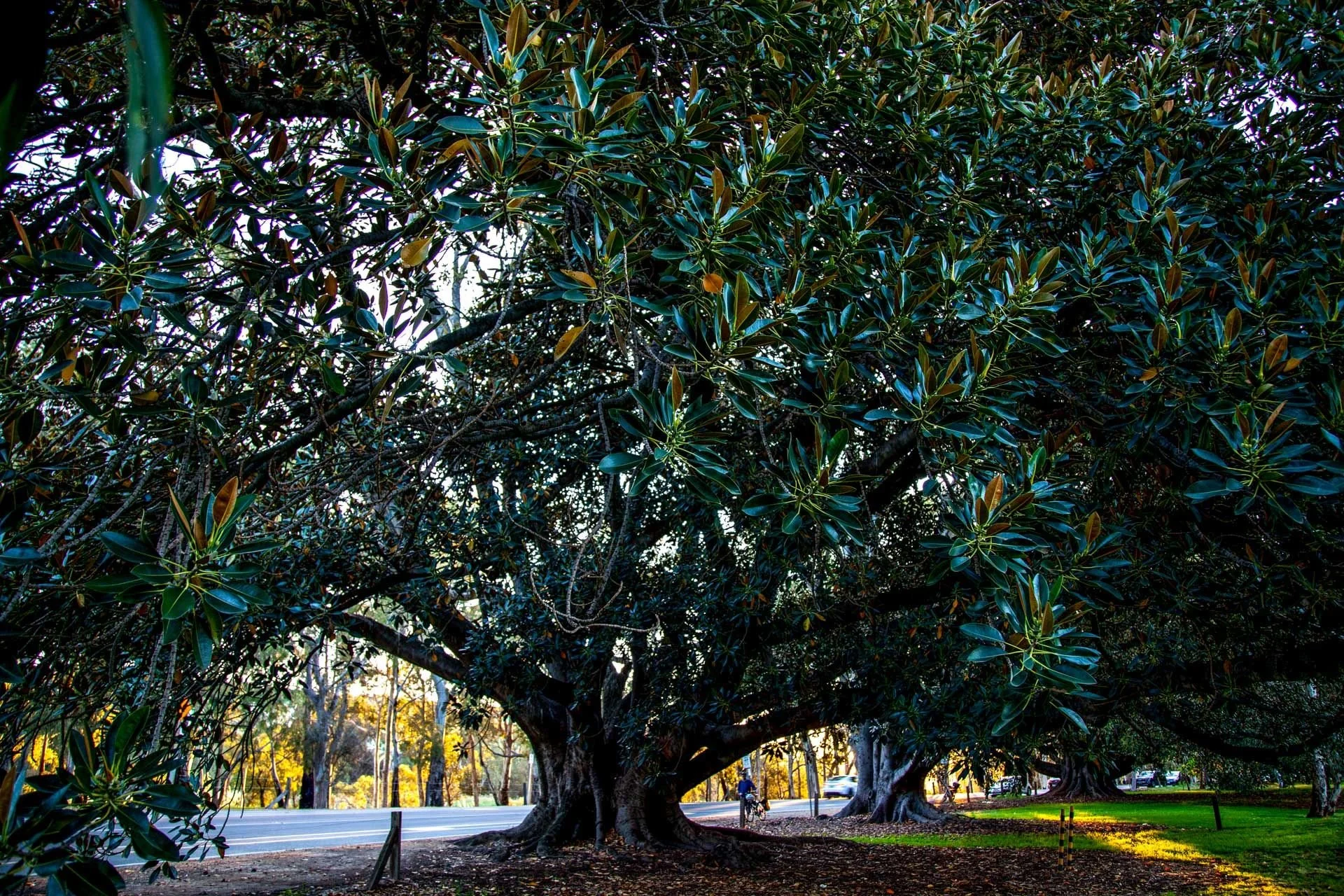Moreton Bay fig trees in Possum Park / Pirltawardli (Park 1).  Pics: Yuri Poetzel