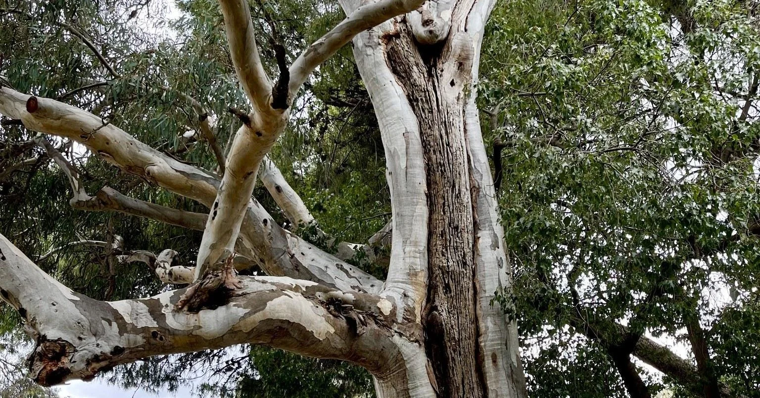 Two oddities we'll be showing you during our two-hour Guided Walk on Sunday through Lower North Adelaide's Parks 7, 8 and 9. The trunk of this River Red Gum provides an insight into its history, and these trails leading to a Kurrajong tree were not m