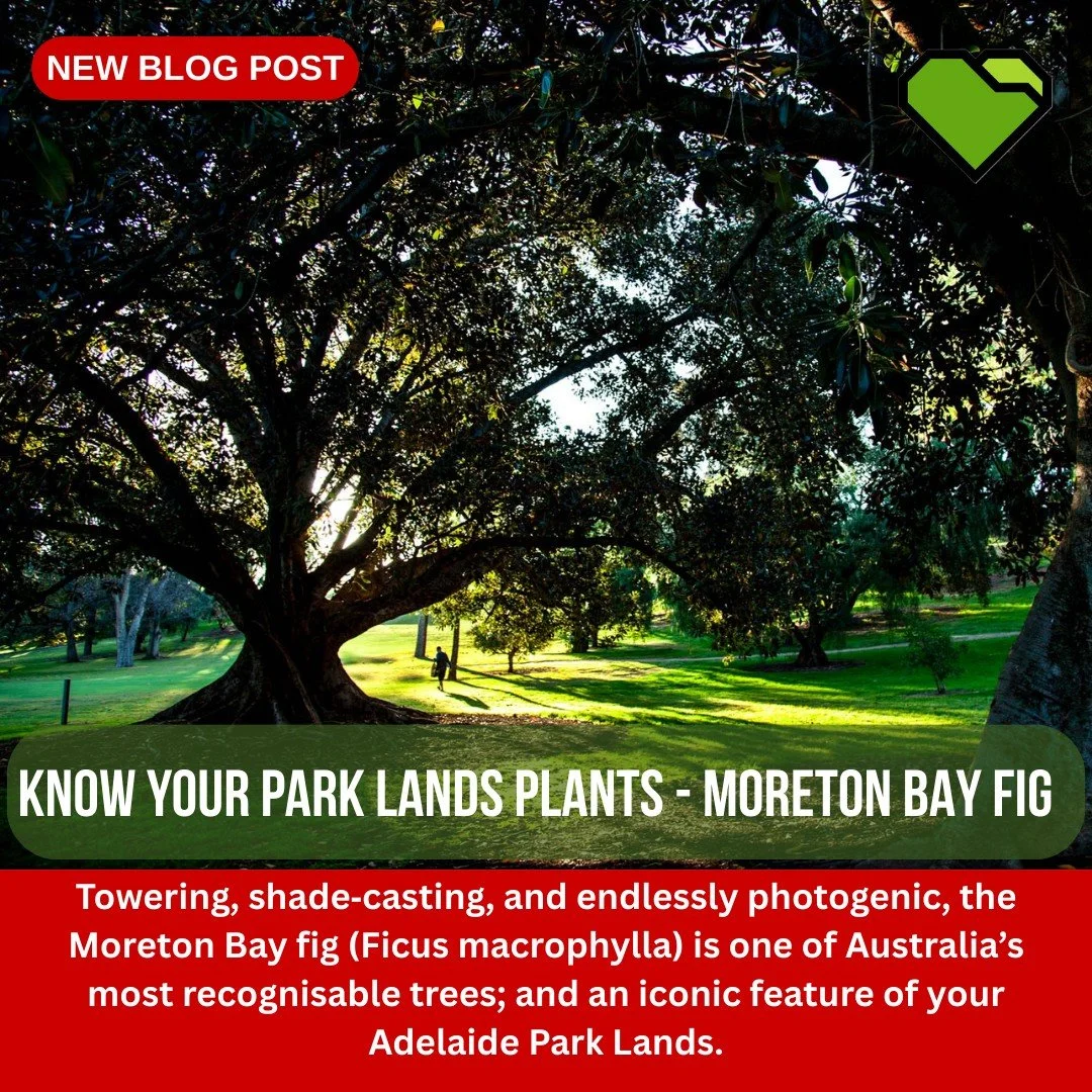 EXPLORE: Know Your Park Lands Plants - Moreton Bay fig

Towering, shade‑casting, and endlessly photogenic, the Moreton Bay fig (Ficus macrophylla) is one of Australia&rsquo;s most recognisable trees; and an iconic feature of your Adelaide Park Lands.