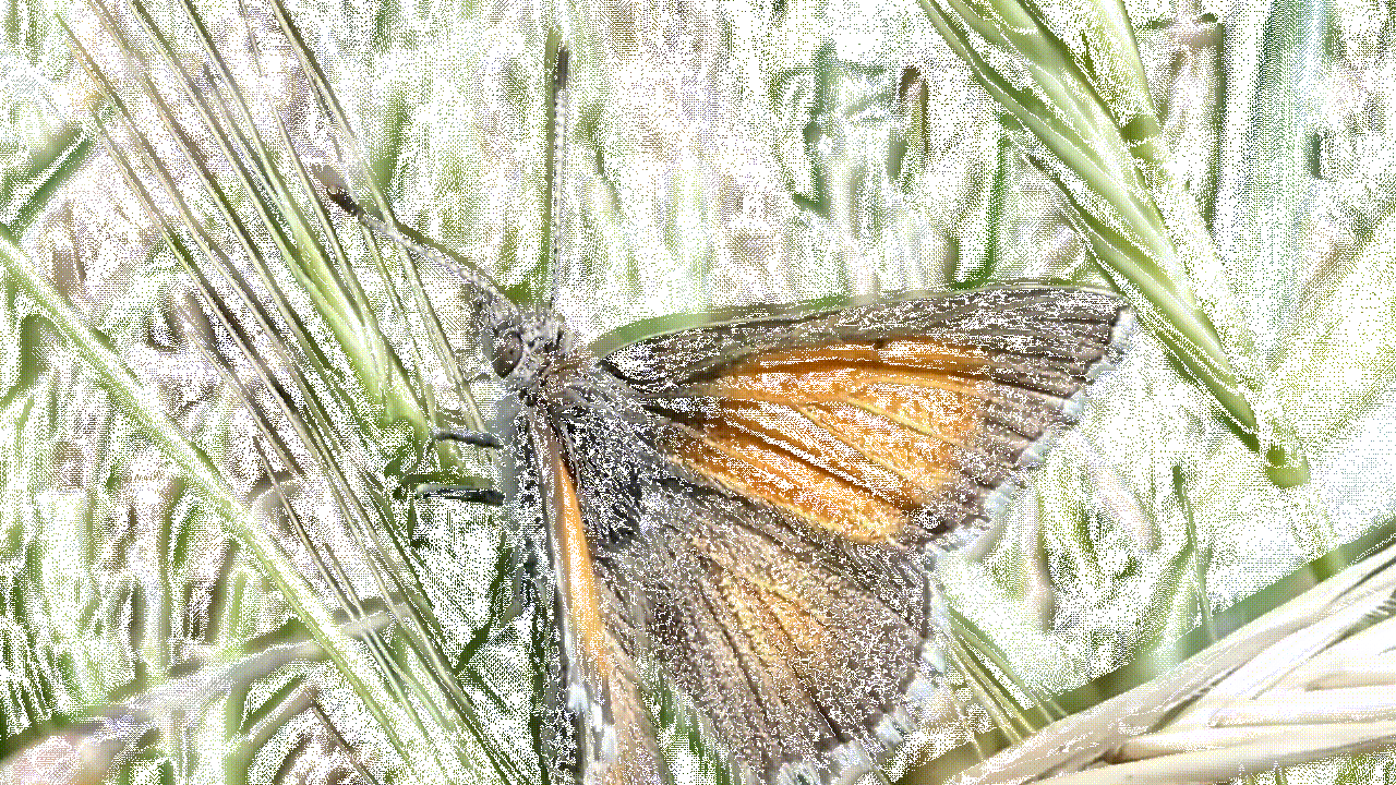 Motorcycles or butterflies?