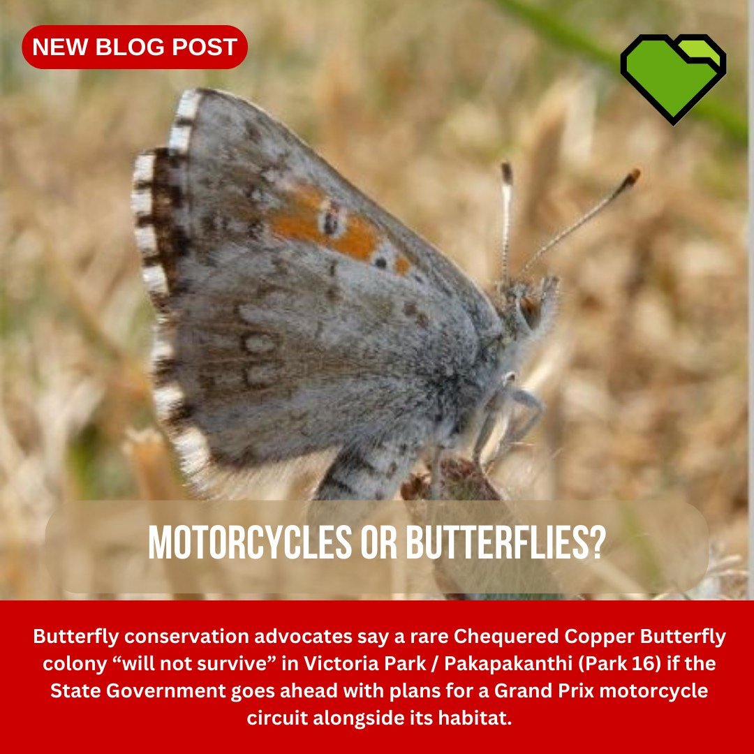 BLOG: MOTORCYCLES OR BUTTERFLIES?

The proposed circuit map presented to the media for MotoGP, a motor cycle race through a street circuit in Adelaide, appears to slice right up against the remnant grassland in Victoria Park / Pakapakanthi (Park 16) 