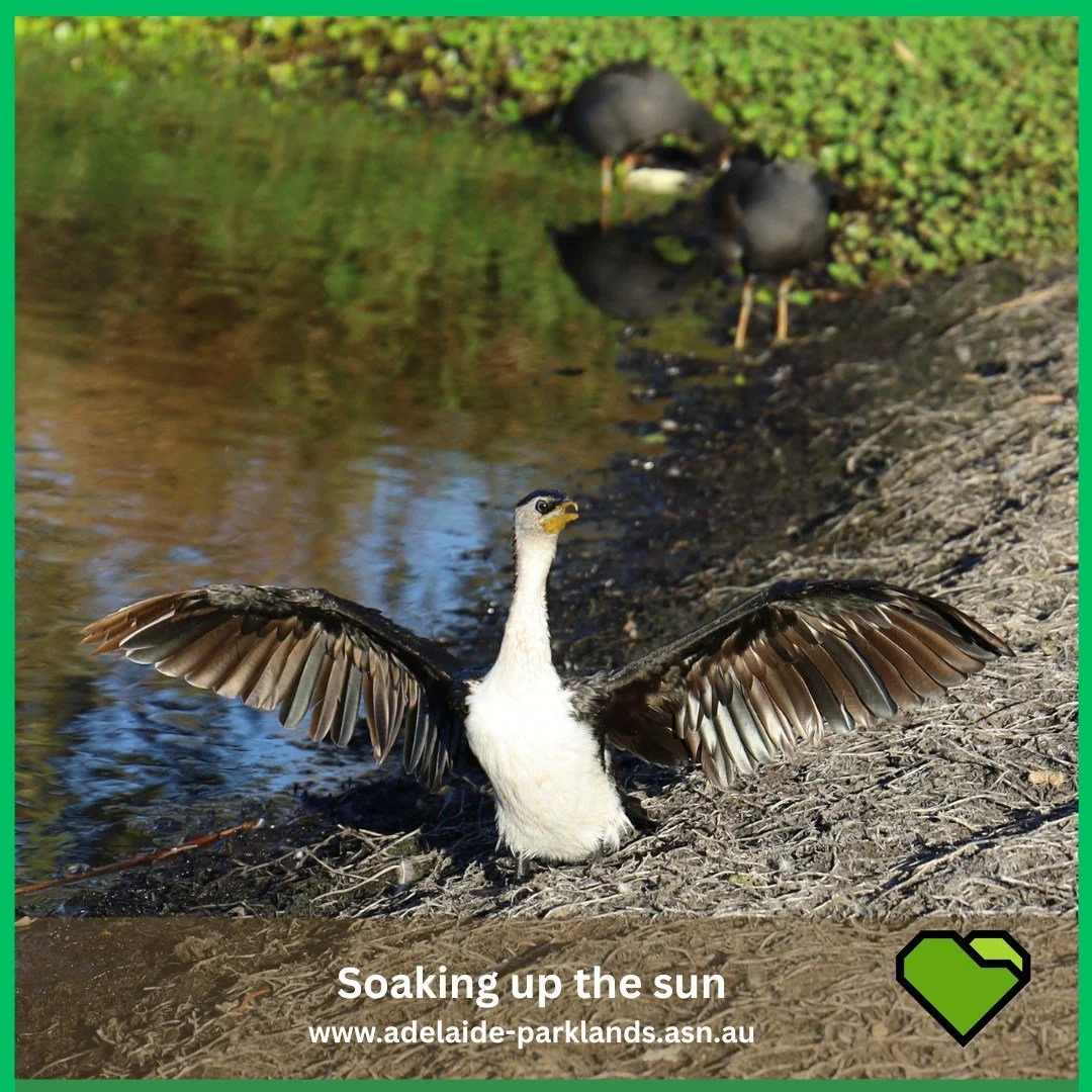 EXPLORE: PIC OF THE WEEK

Wetlands, wildlife, and walking trails at Victoria Park / Pakapakanthi (Park 16).

Discover it anytime with our self-guided Trail Guides: www.adelaide-parklands.asn.au/park-16-south-tour

LINK to the Trail Guides are in the 