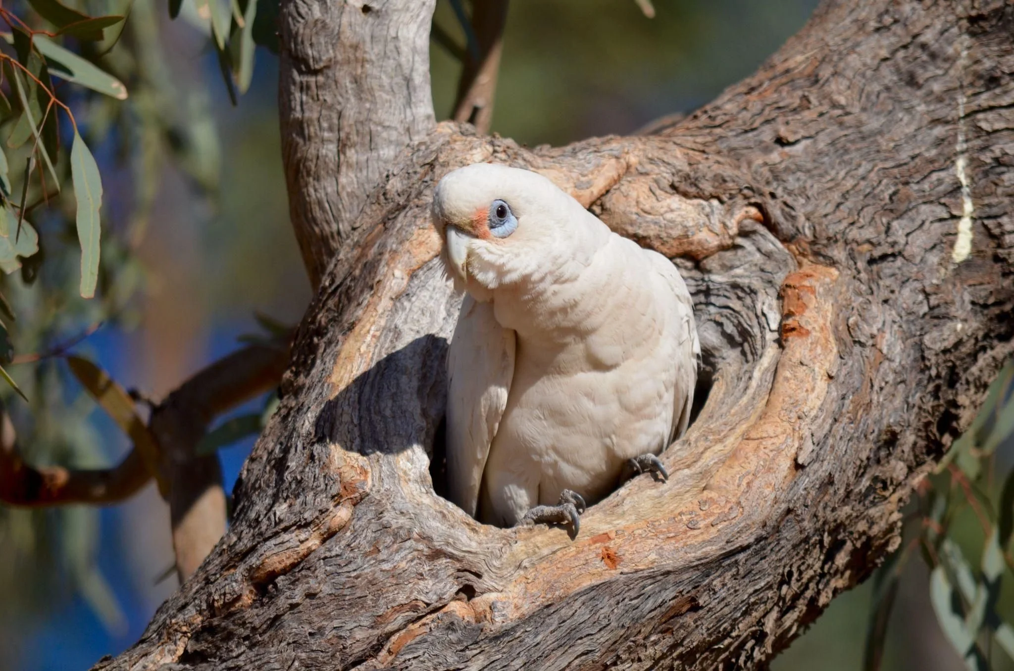What bird is that?  Little Corella