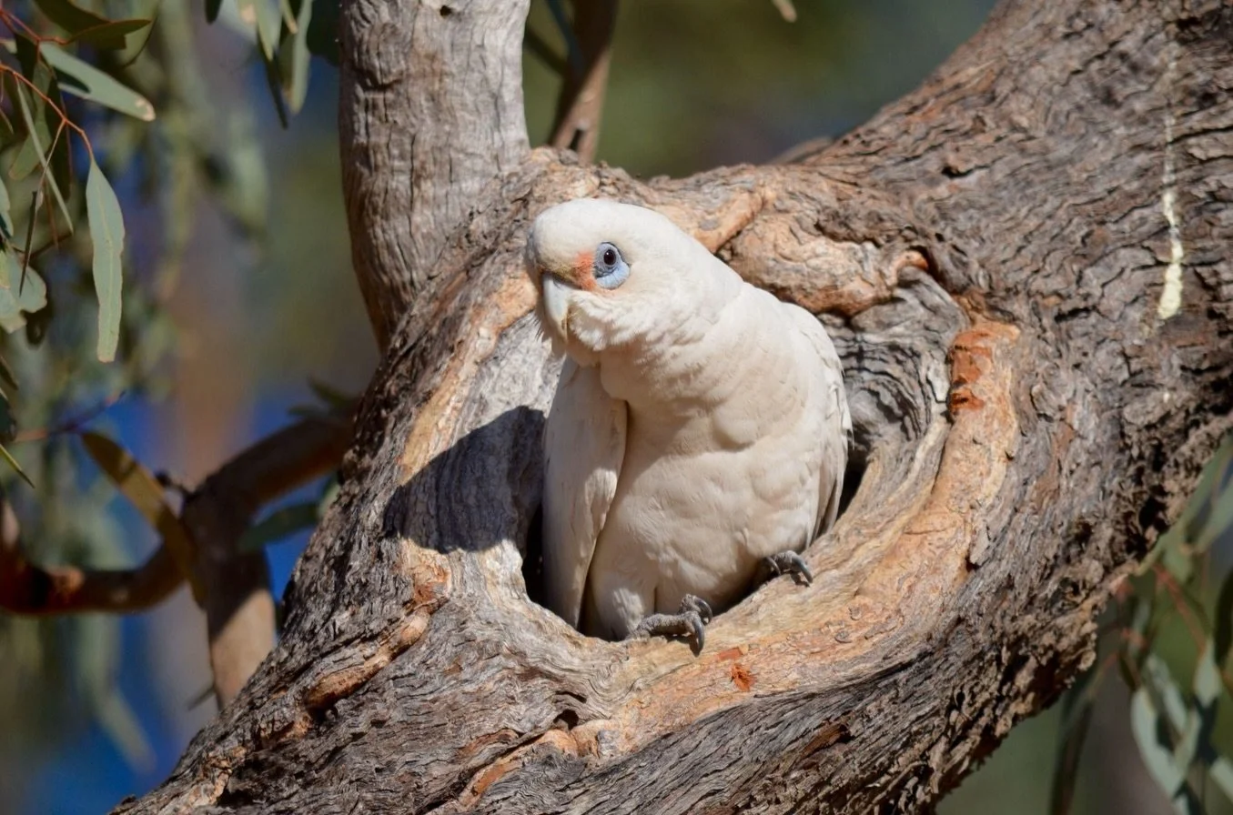 One of the common birds of your Adelaide Park Lands - often seen in large flocks - is also one of the most cheeky and vocal.  See the story on our Blog.  The blog link is in our Instagram profile.  Or copy and paste this: https://www.adelaide-parklan
