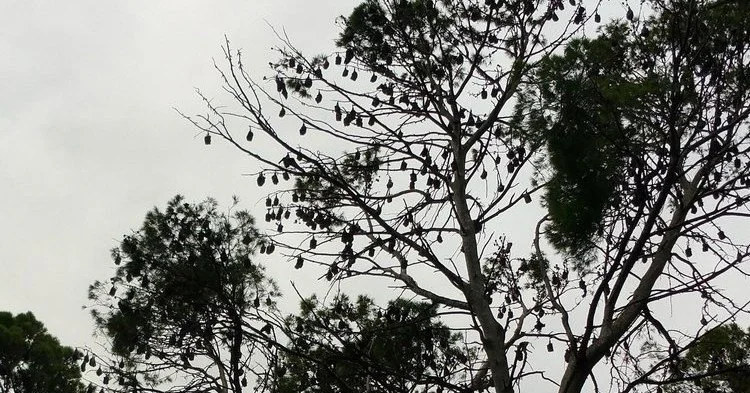 Our guided walk tomorrow through Park 11 will introduce you to Adelaide's first batch of climate change refugees:  grey-headed flying foxes who've colonised this Park since 2011.  Why are they here?  How do they cope with heat waves?  This is just on