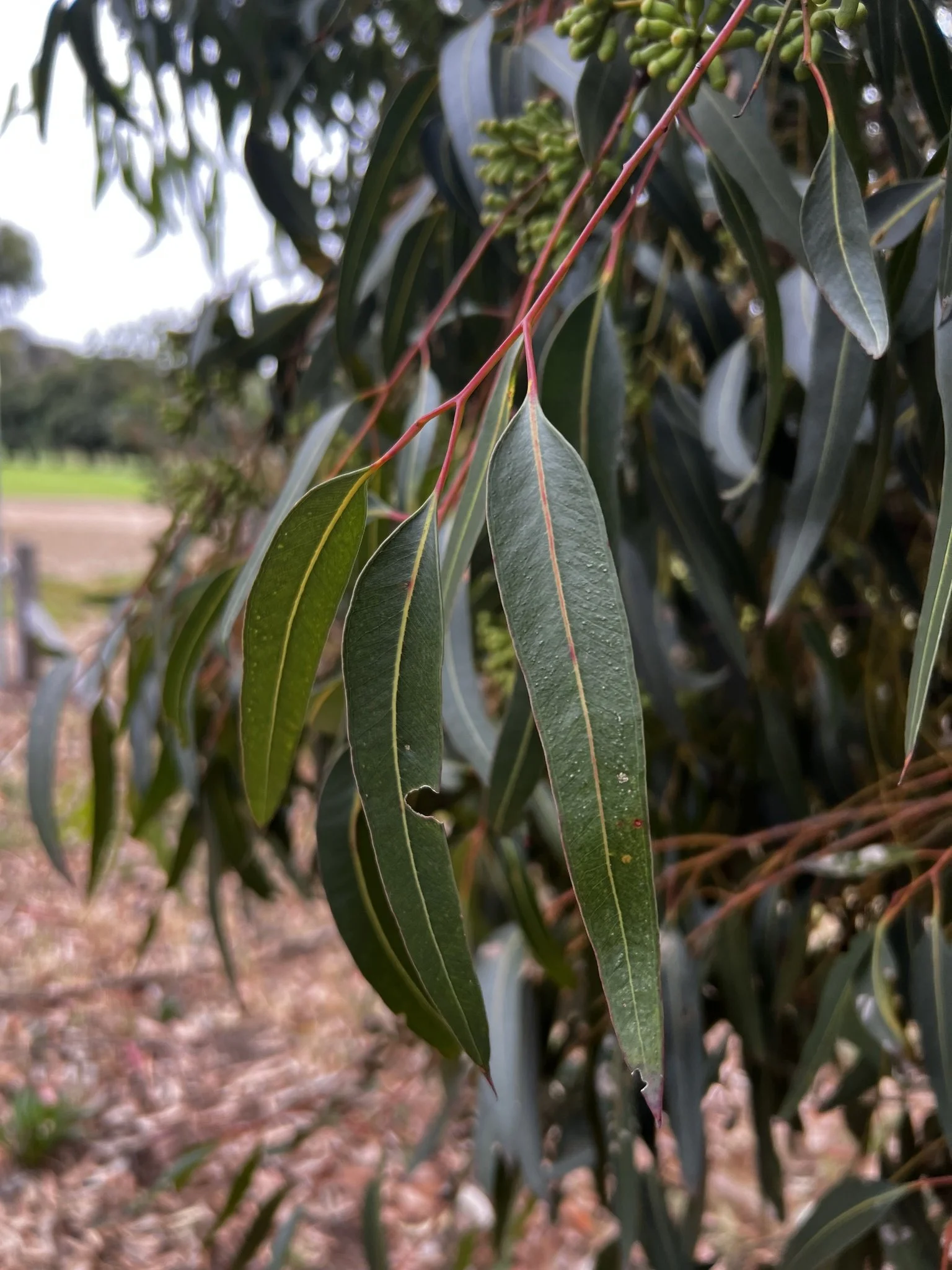 Sugar gum in Possum Park / Pirltawardi (Park 1, aka North Adelaide golf course.  Pic: Shane Sody, iNaturalist