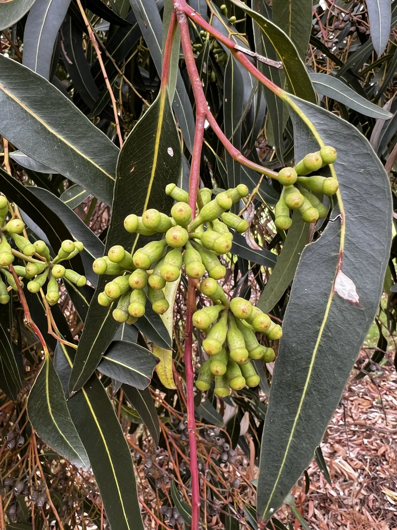 Sugar gum in Possum Park / Pirltawardi (Park 1, aka North Adelaide golf course.  Pic: Shane Sody, iNaturalist