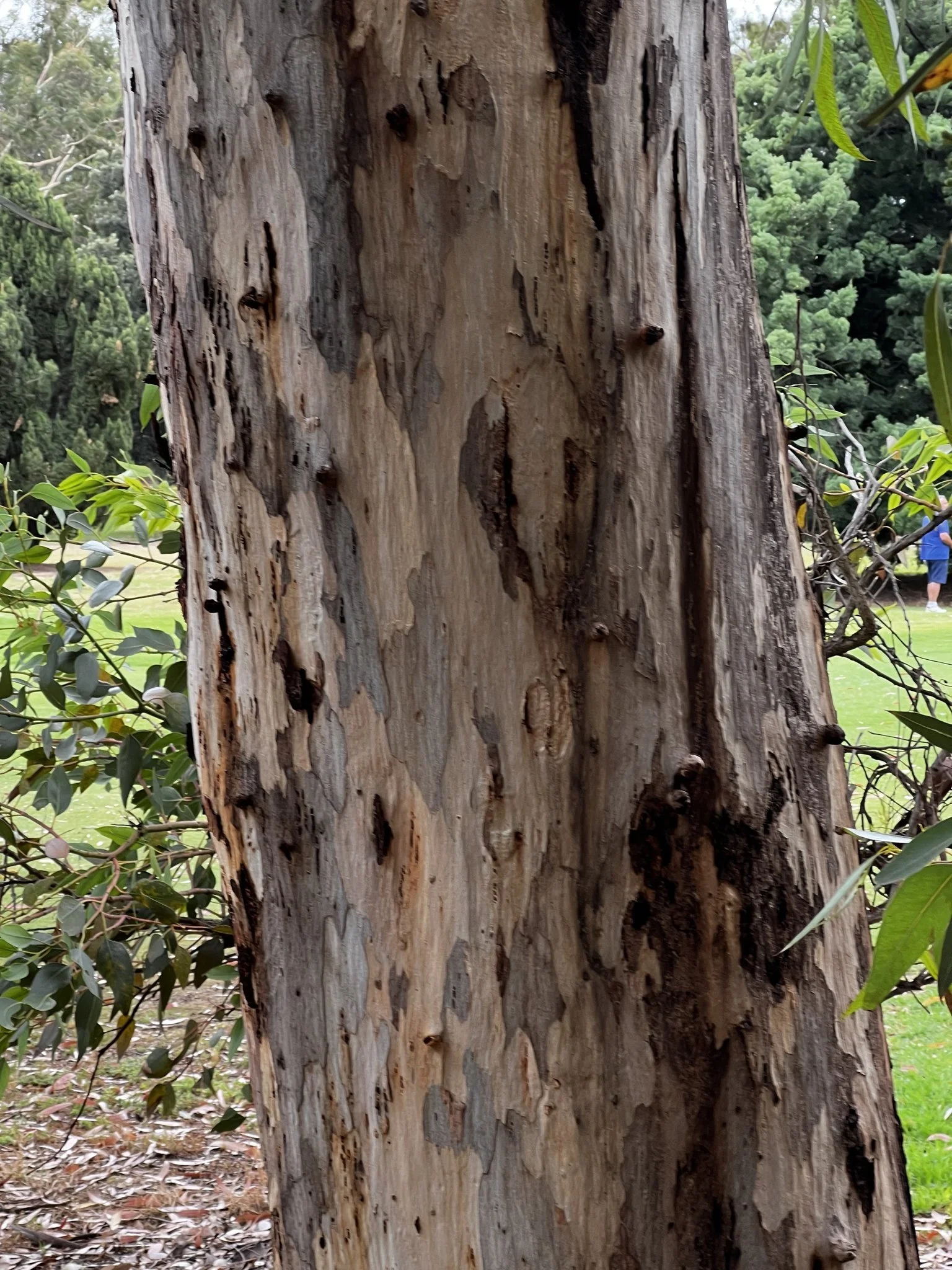 Sugar gum in Possum Park / Pirltawardi (Park 1, aka North Adelaide golf course.  Pic: Shane Sody, iNaturalist