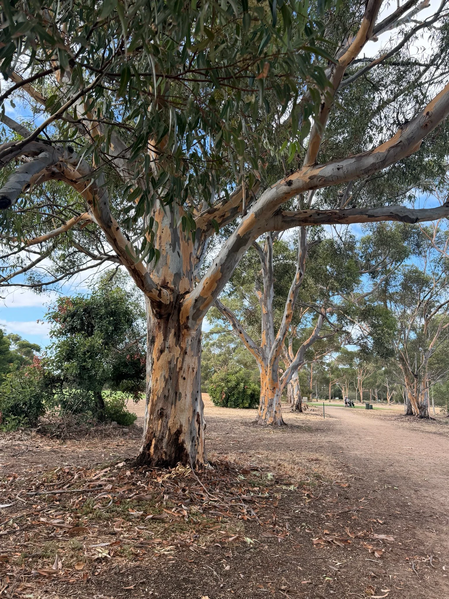 Sugar gum in Possum Park / Pirltawardi (Park 1, aka North Adelaide golf course.  Pic: Shane Sody, iNaturalist
