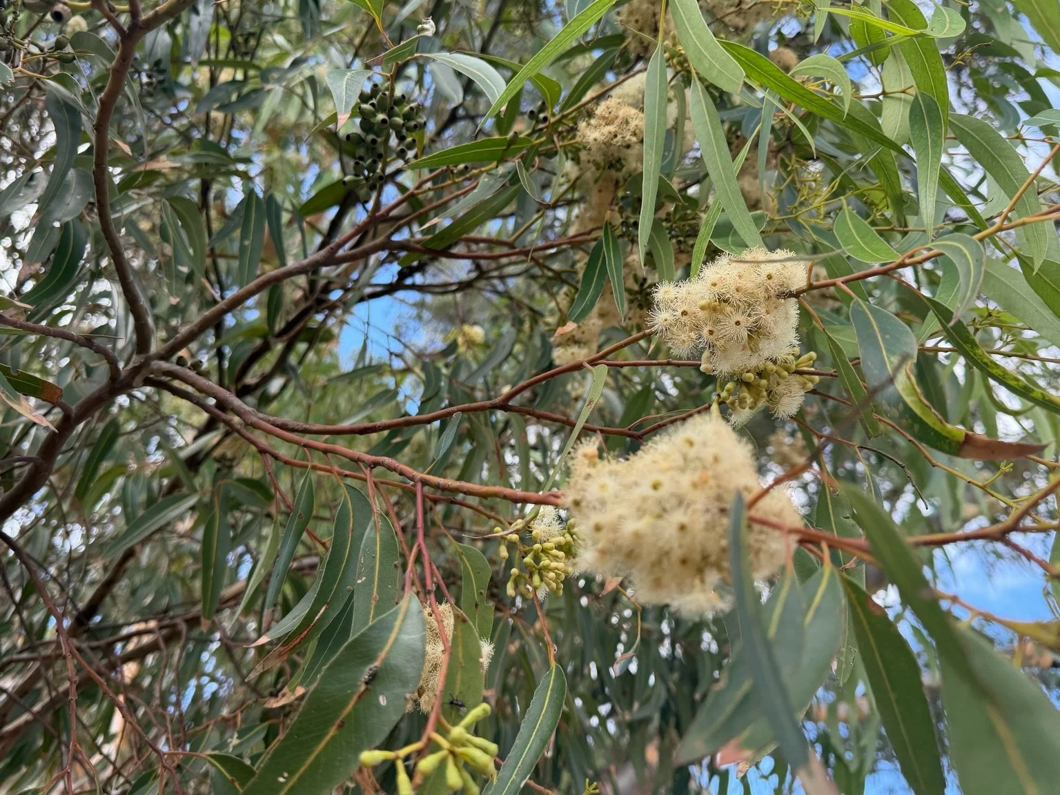 One of the most popular trees in your Adelaide Park Lands is one that tends to stand out, due to its height.  It&rsquo;s classified as &ldquo;vulnerable&rdquo; but that won&rsquo;t stop State Government contractors chopping them down in your urban fo