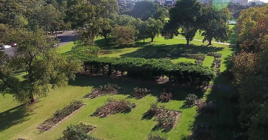 Our Guided Walk this Sunday features one of the largest rose arrays in your Adelaide Park Lands. Founded 1962 and expanded in the 1990s, these rose gardens are just one of the stops as we explore for 90-minutes; revealing the past, present and future