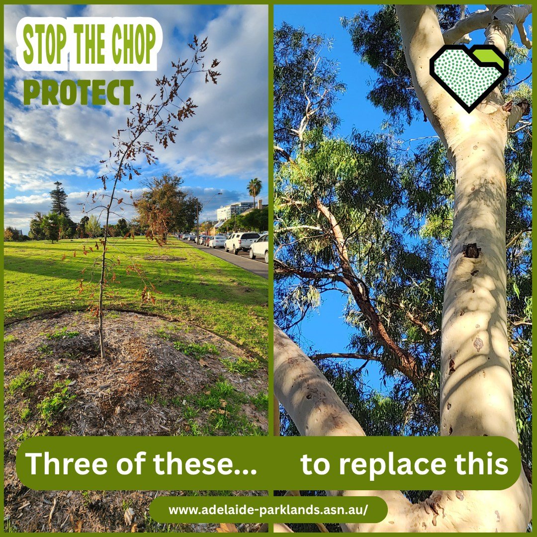 PROTECT: Three saplings vs old growth trees

Premier Peter Malinauskas has promised to plant three trees for each tree removed. 

When will they be planted? 
Where will they be planted? 
How does this help the wildlife today?

Most types of gums don&