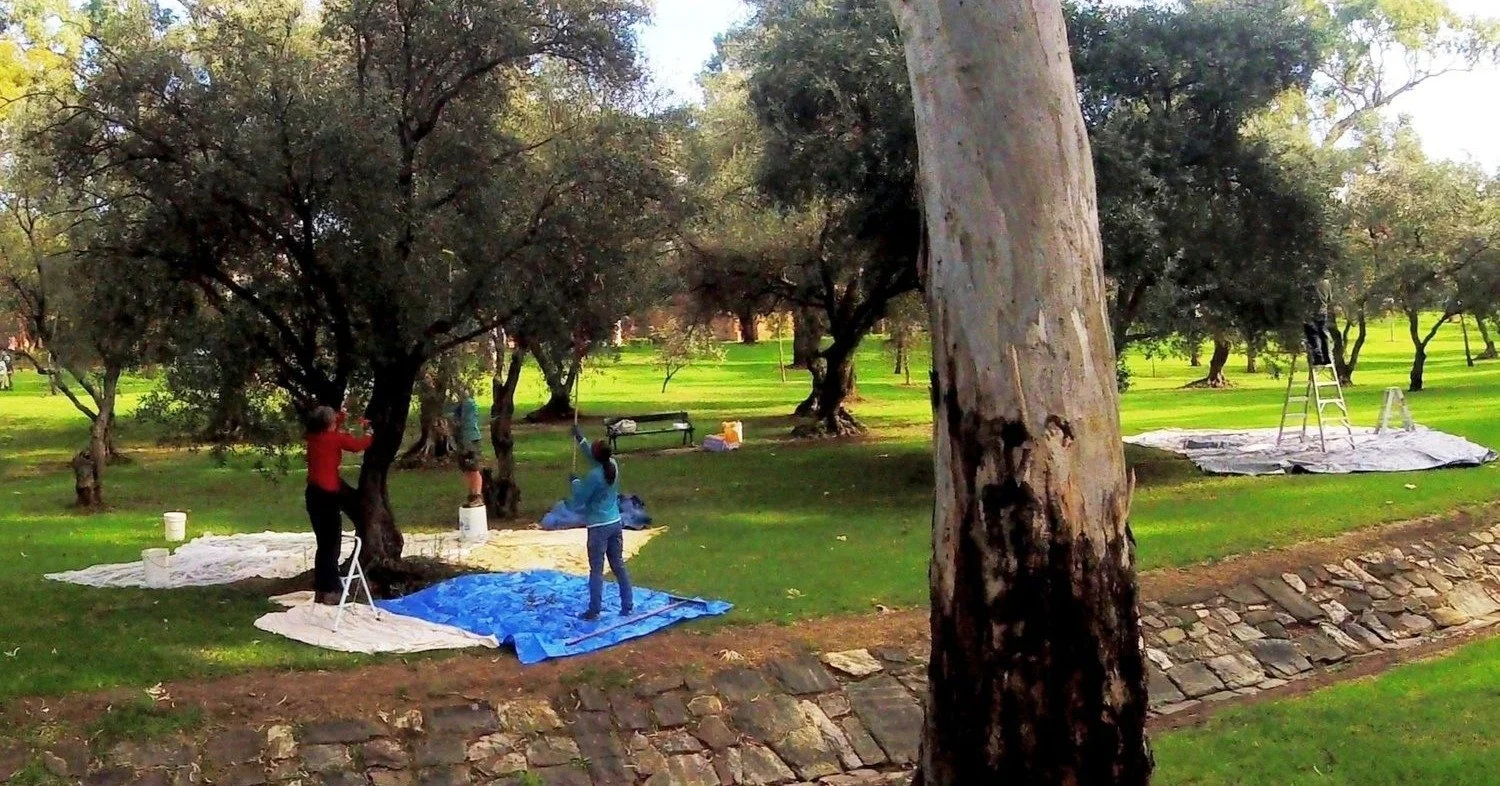 One of the oldest olive groves in SA is among the 11 locations on Sunday's 90-minute guided walk through the northern half of Victoria Park / Pakapakanthi (Park 16). Learn why these trees were planted in the 1800s and how you can collect olives. We'l