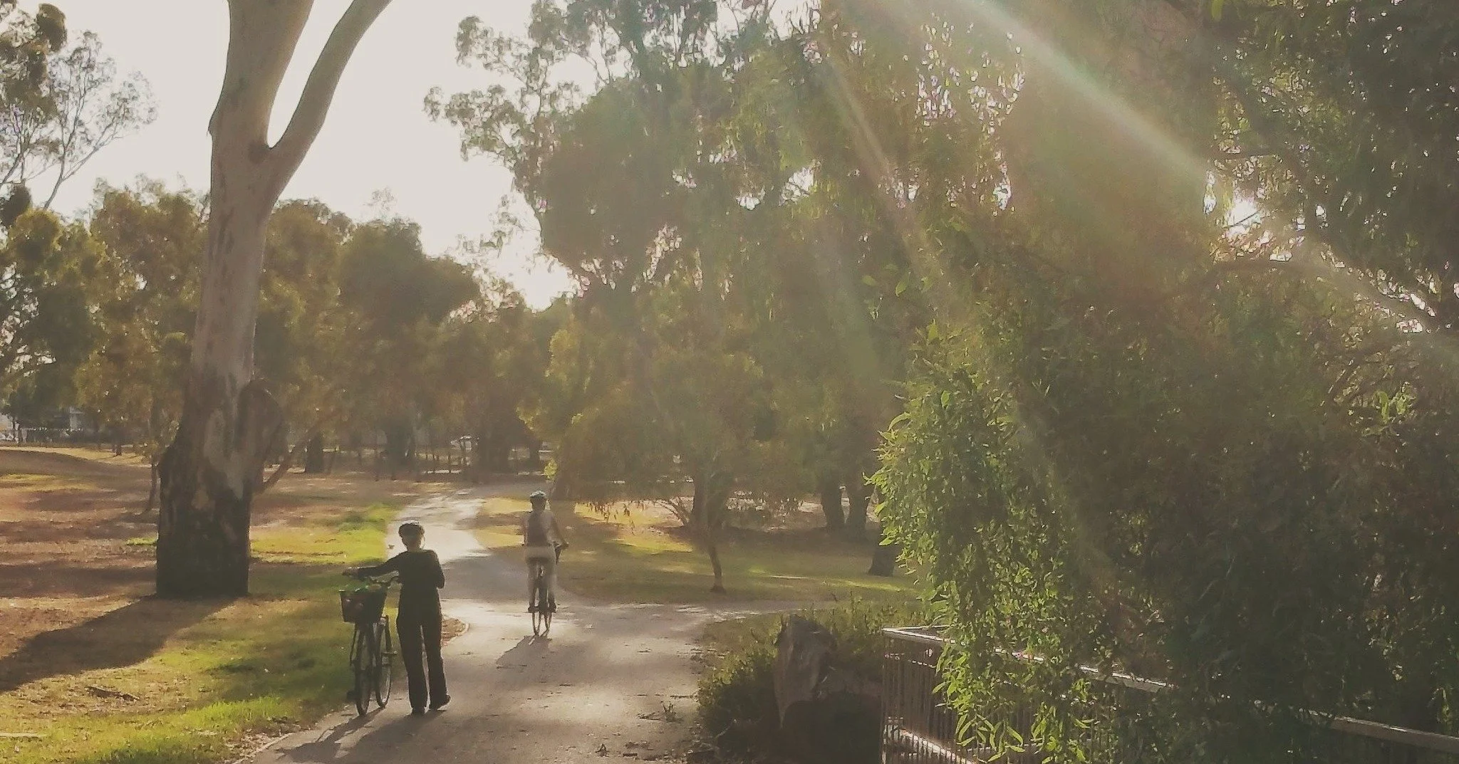 It's one of the prettiest Parks but often overlooked in favour of its more famous neighbouring Parks.  Explore the enchanting King Rodney Park / Ityamai-itpina (Park 15 of your #adelaideparklands) with us during our 90-minute Guided Walk this Sunday.