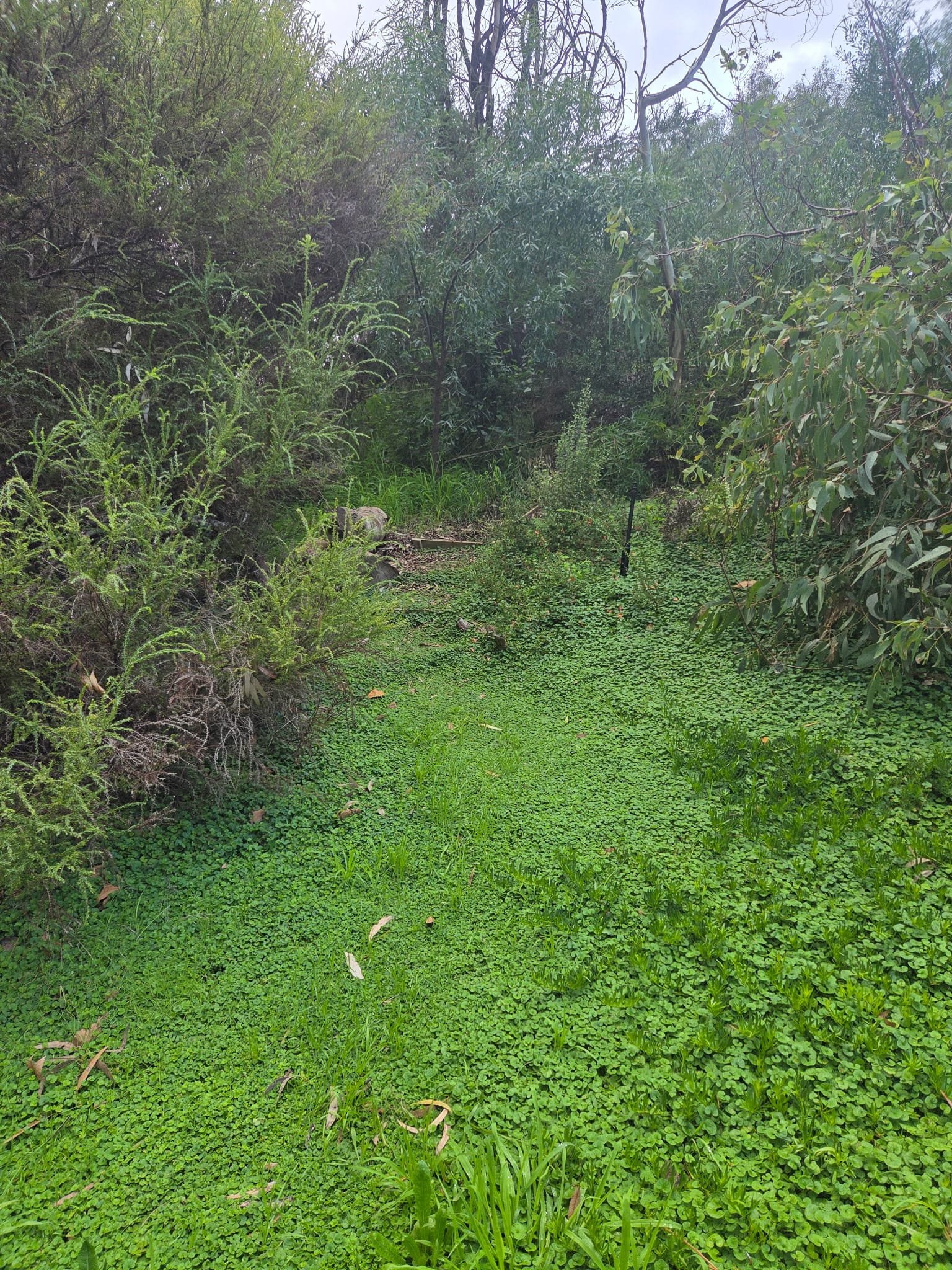  RE - GREENING THE PARK LANDS