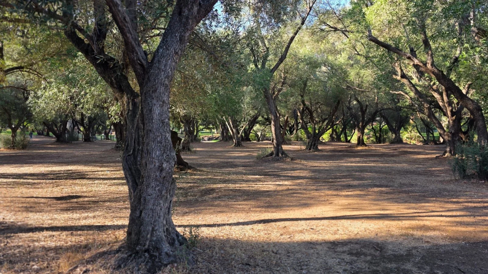 MYTH BUSTER: Olives are a declared pest, so why preserve the Park Lands olive groves?
