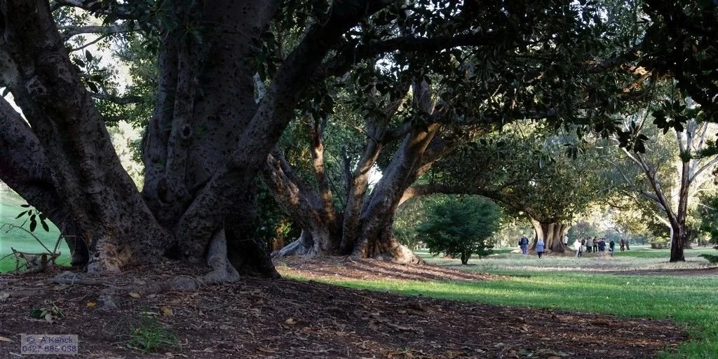 Know Your Park Lands Plants - Moreton Bay fig — Adelaide Park Lands ...