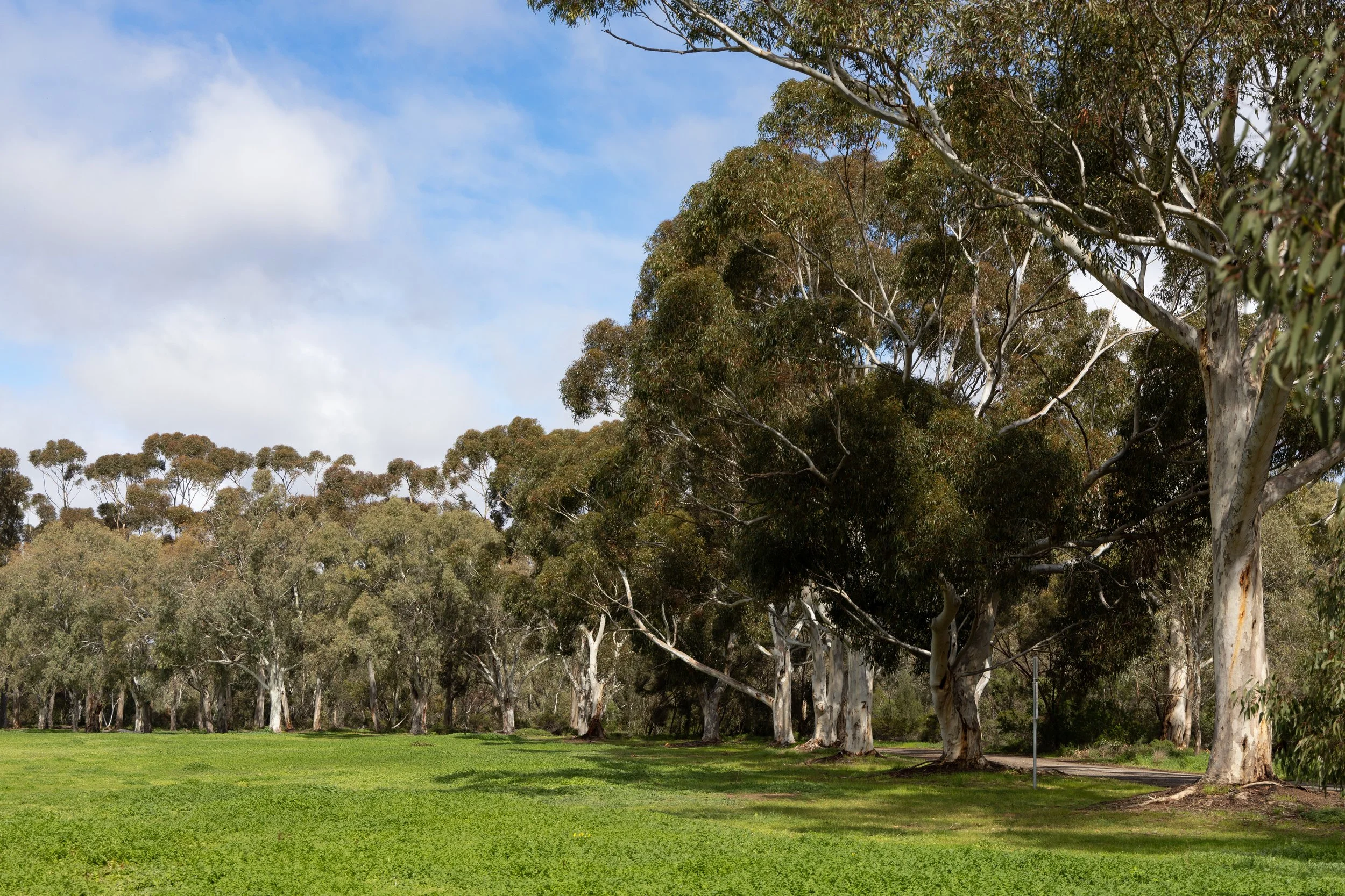 Open grassed area in the eastern section of John E. Brown Park, the proposed site for the driving range