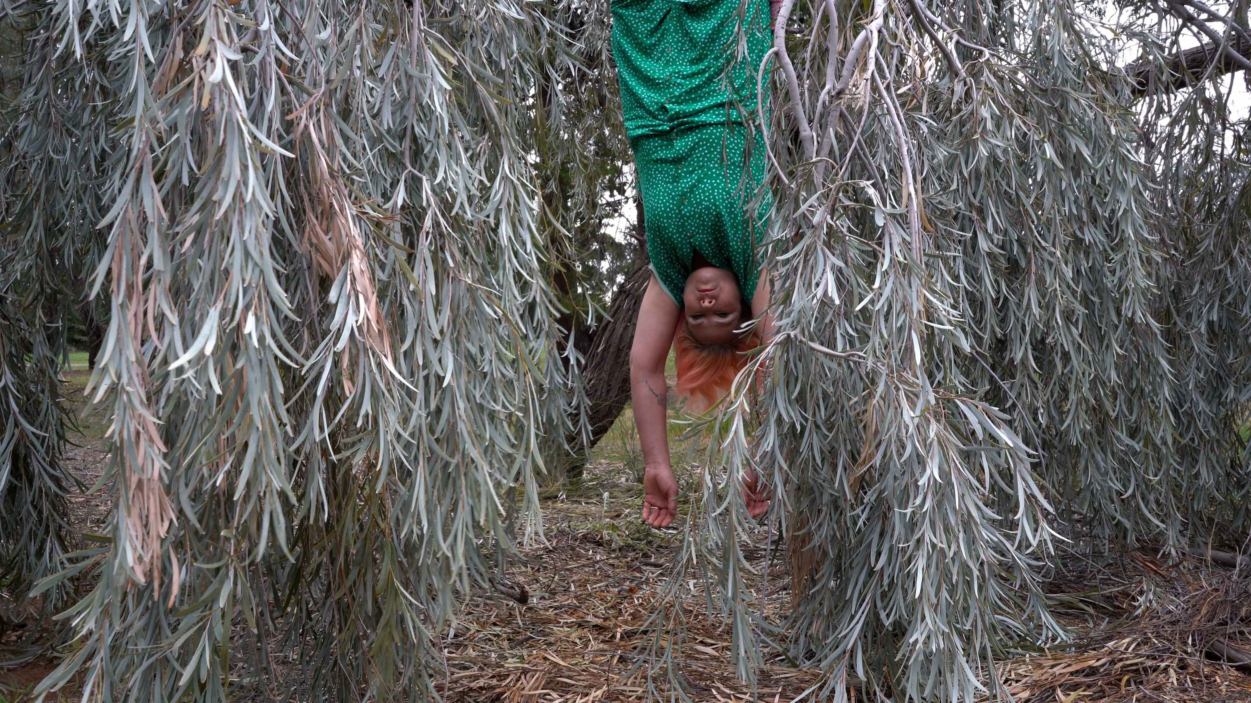 Destiny as Tree - Ray Harris.jpg