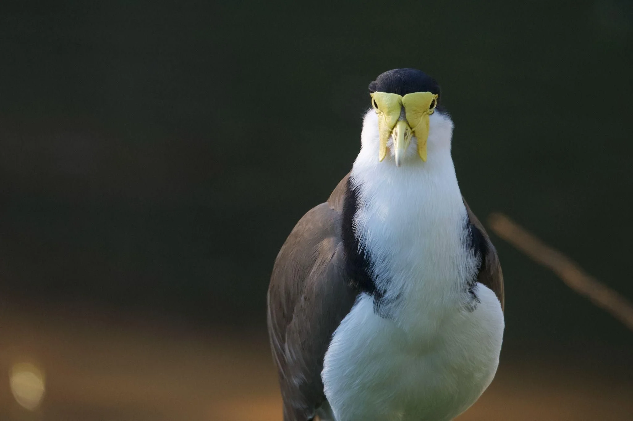 What bird is that? Masked Lapwing