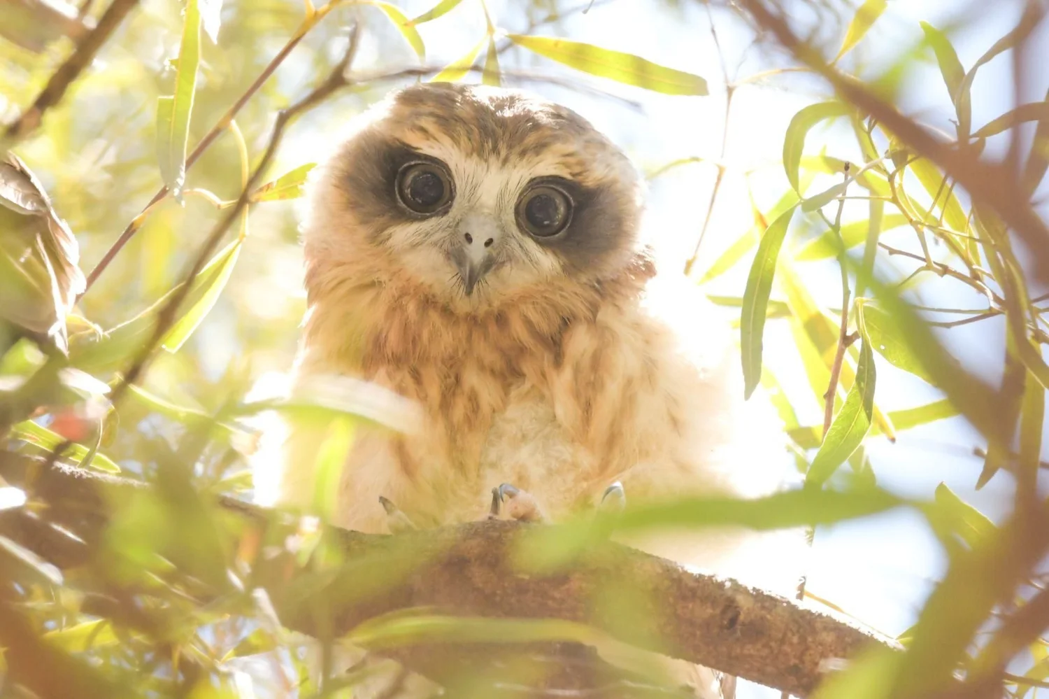 What Bird is that? Australian Boobook — Adelaide Park Lands Association