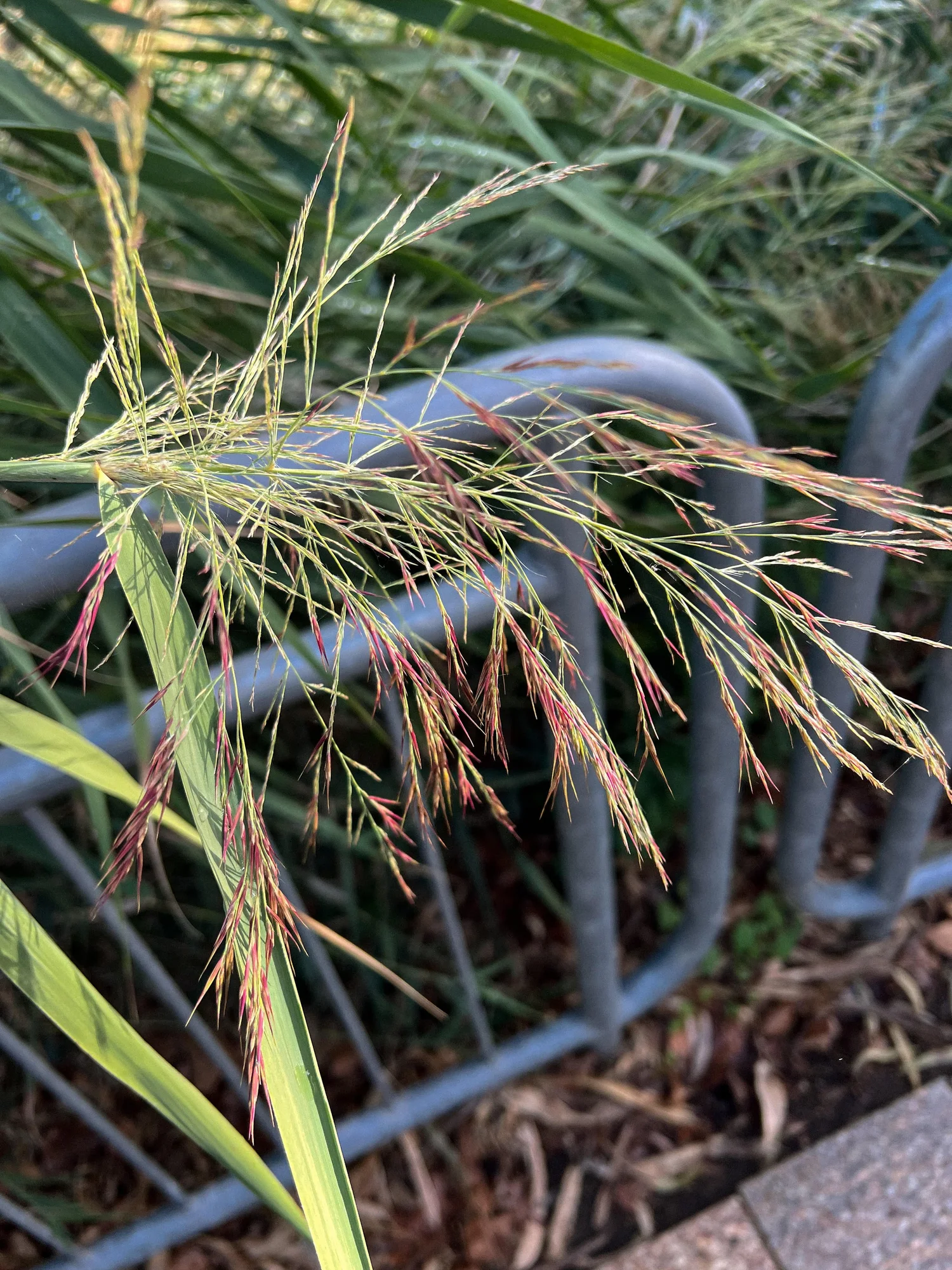 Hallow Reed Plant Know Your Park Lands plants - common reeds — Adelaide Park Lands ...