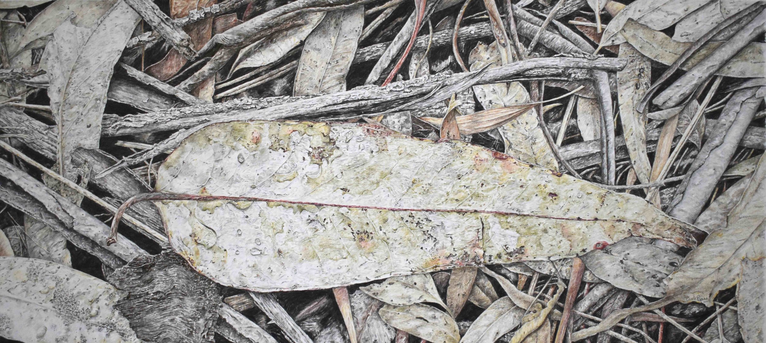 Leaf Litter - Carole Bann.jpg