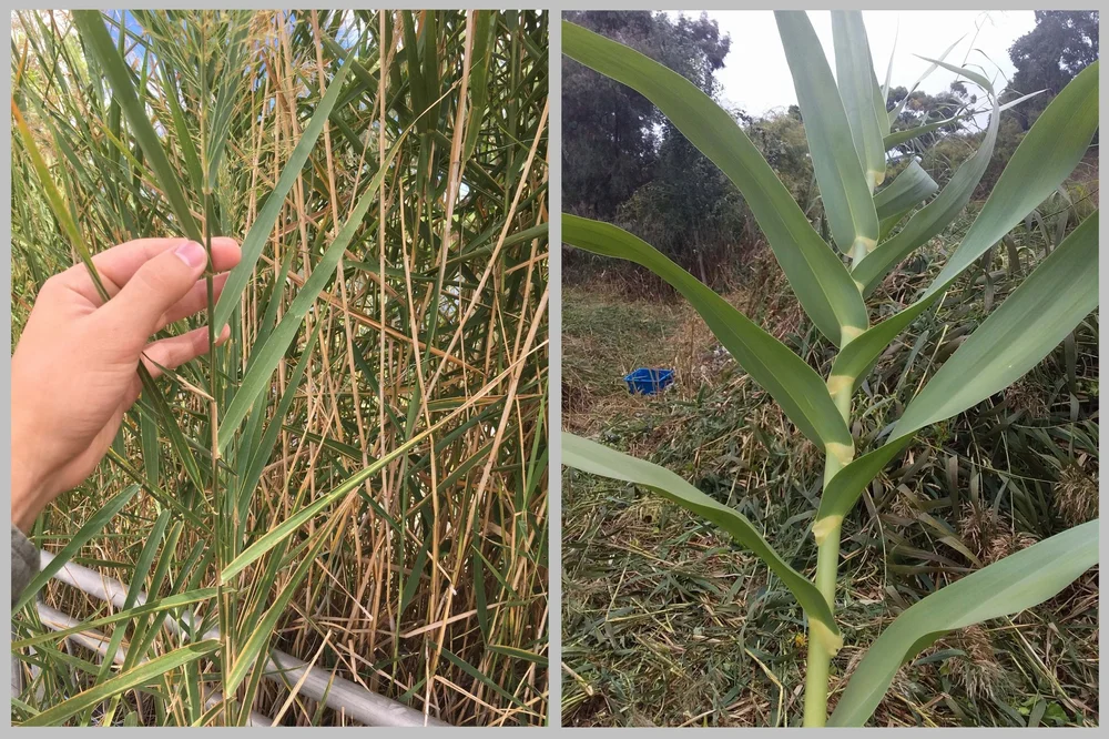 Know Your Park Lands plants - common reeds — Adelaide Park Lands ...