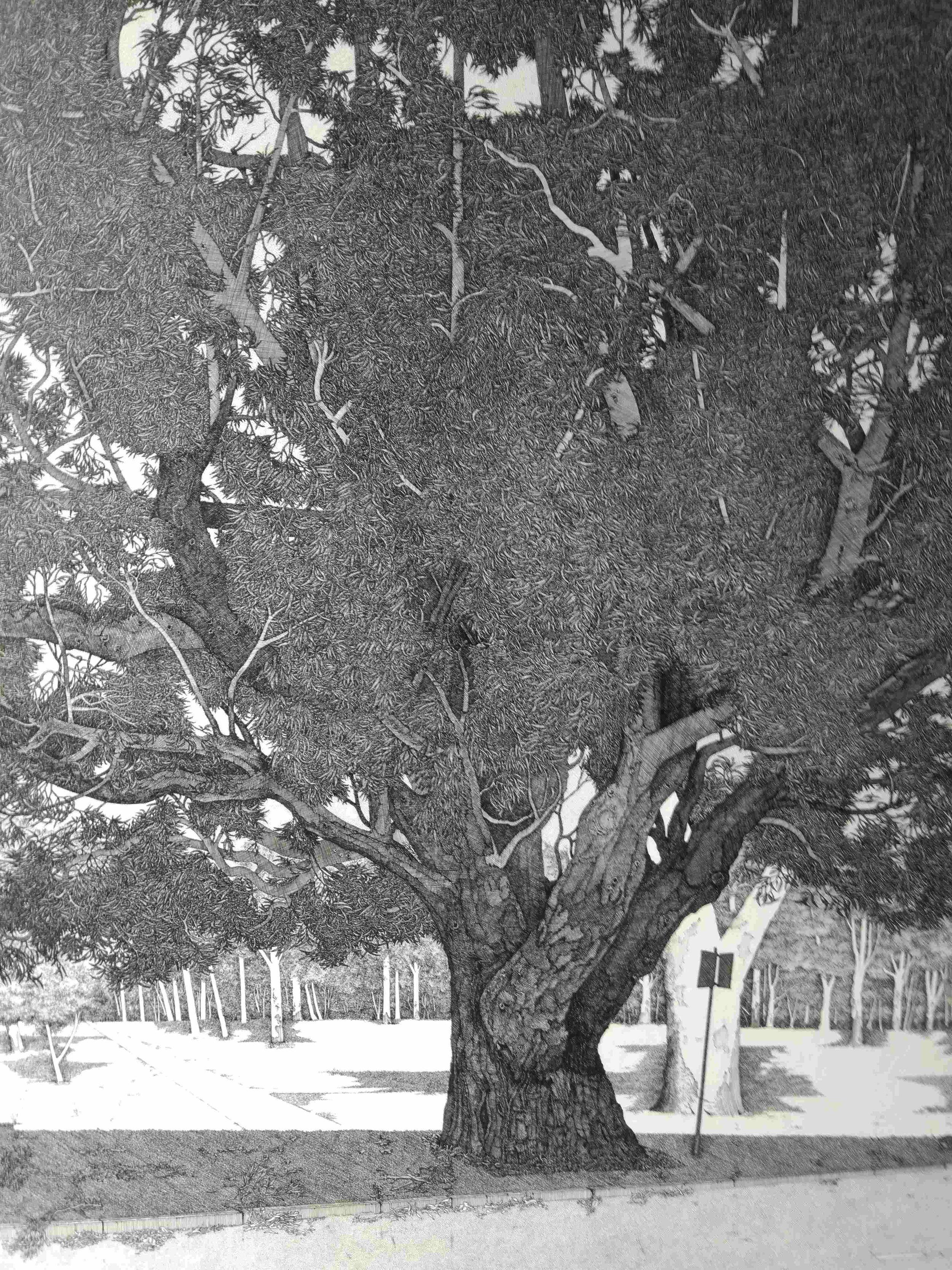 Just a Tree Along Peacock Road - David Wayne Braun.jpg