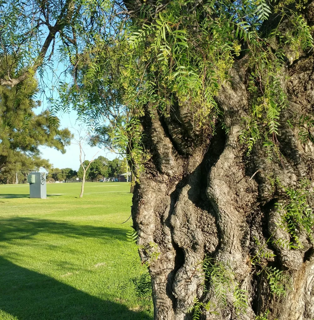 Know your Park Lands plants: pepper tree — Adelaide Park Lands Association