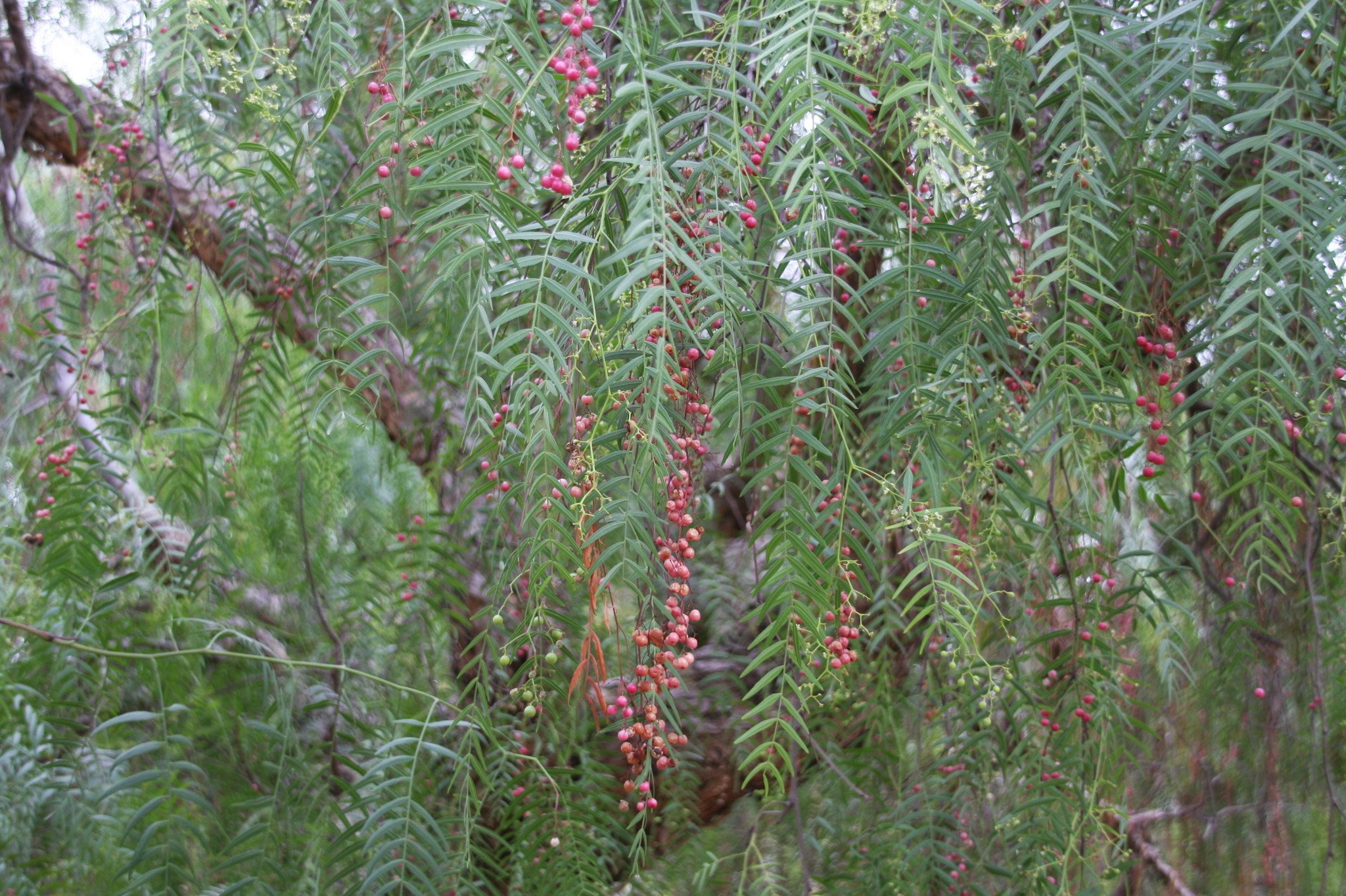 Peruvian Pepper Tree (Schinus molle) · iNaturalist