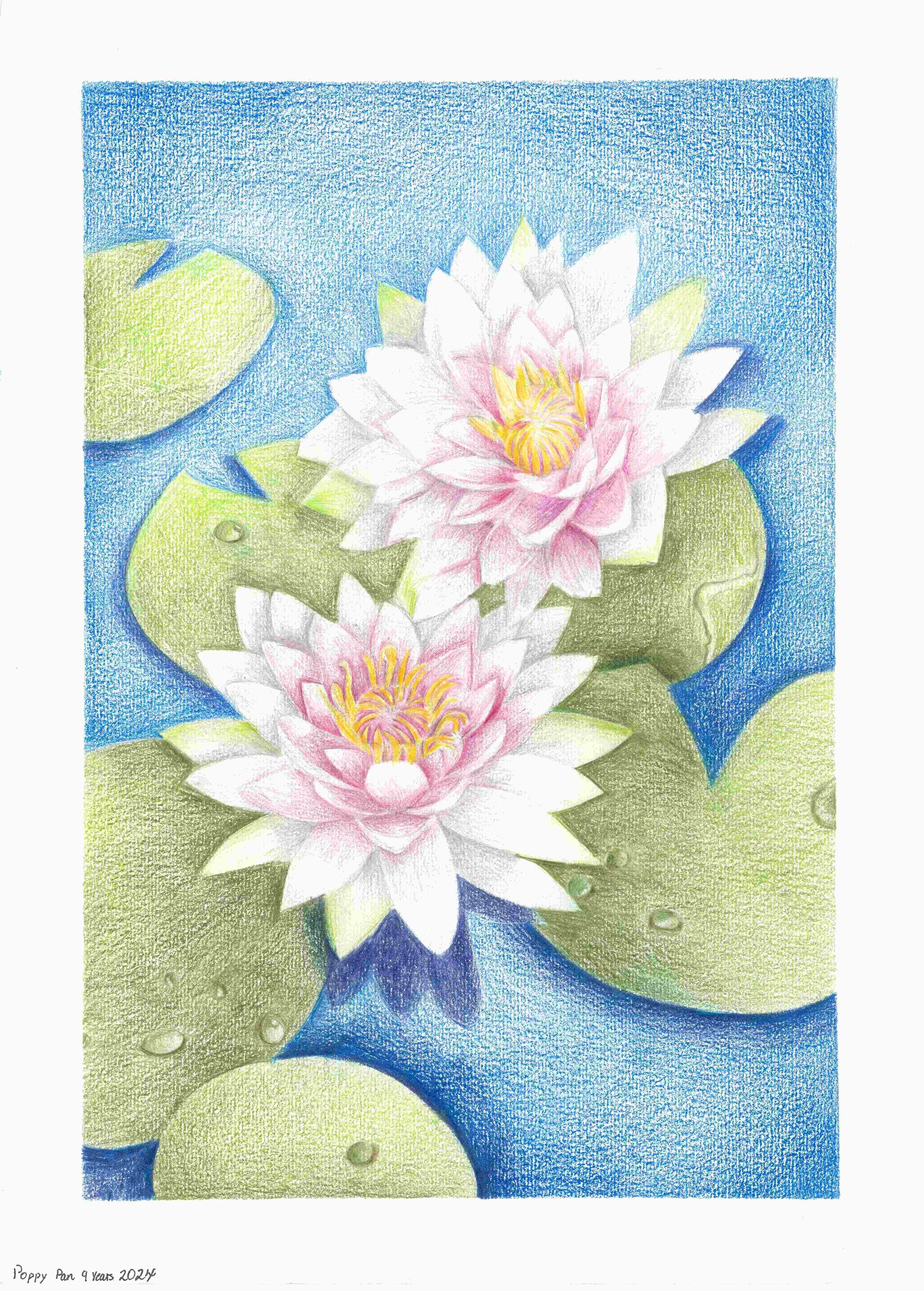 Lotus Flowers in Botanic Garden - Poppy Pan.jpg