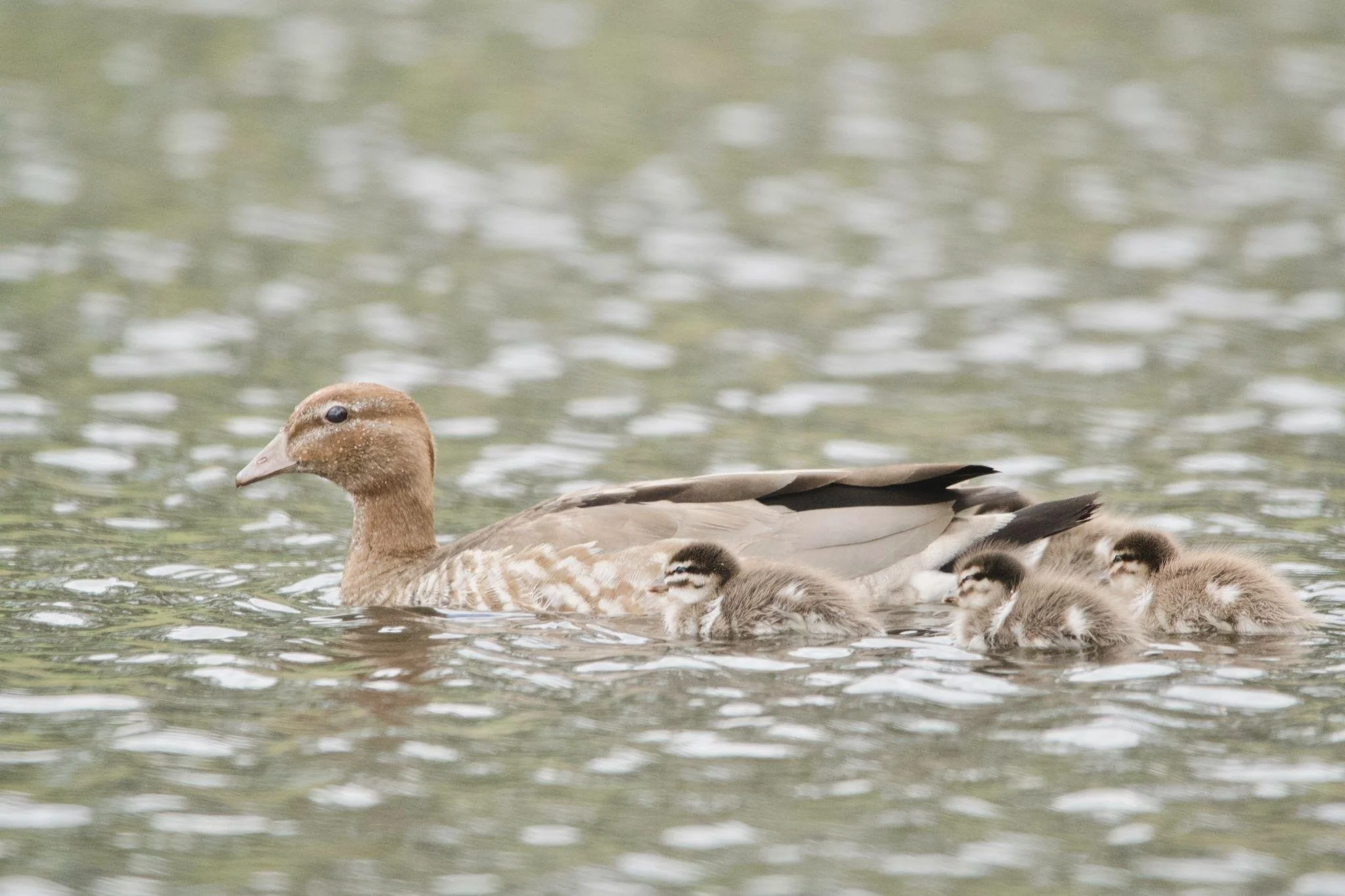 duckling artist emoji | AI Emoji Generator