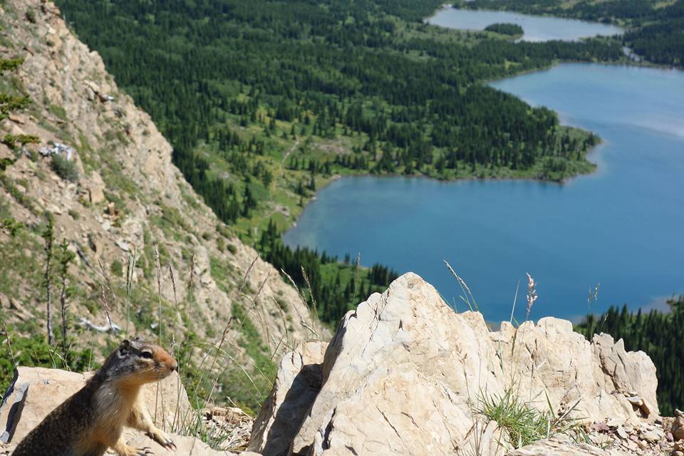 I wasn't the only one enjoying the view down to Many Glacier