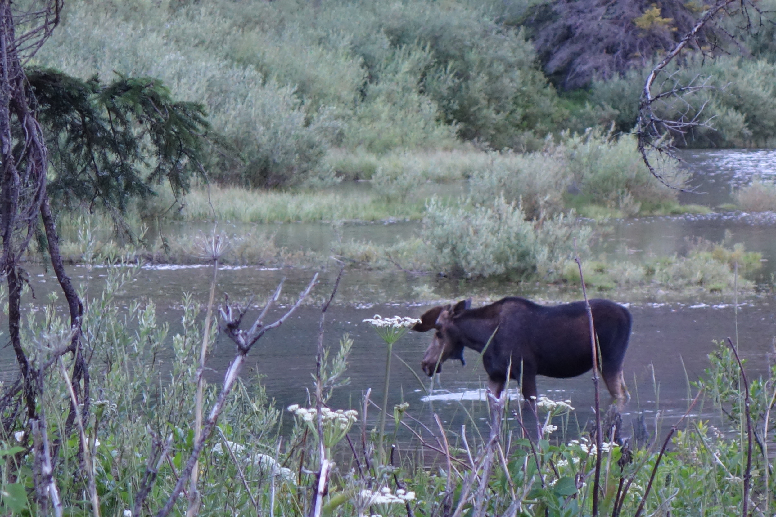 Hey there big fella