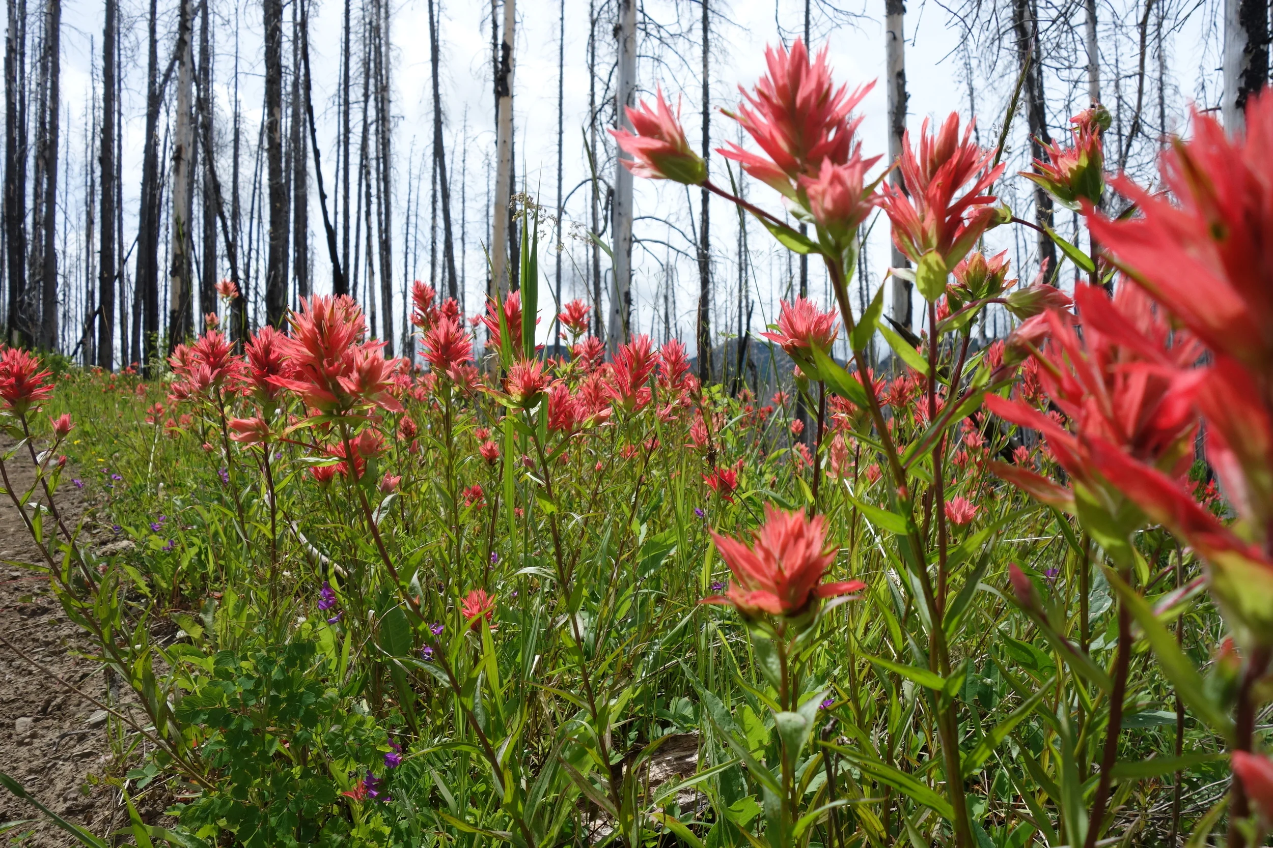 New life in the burn scar