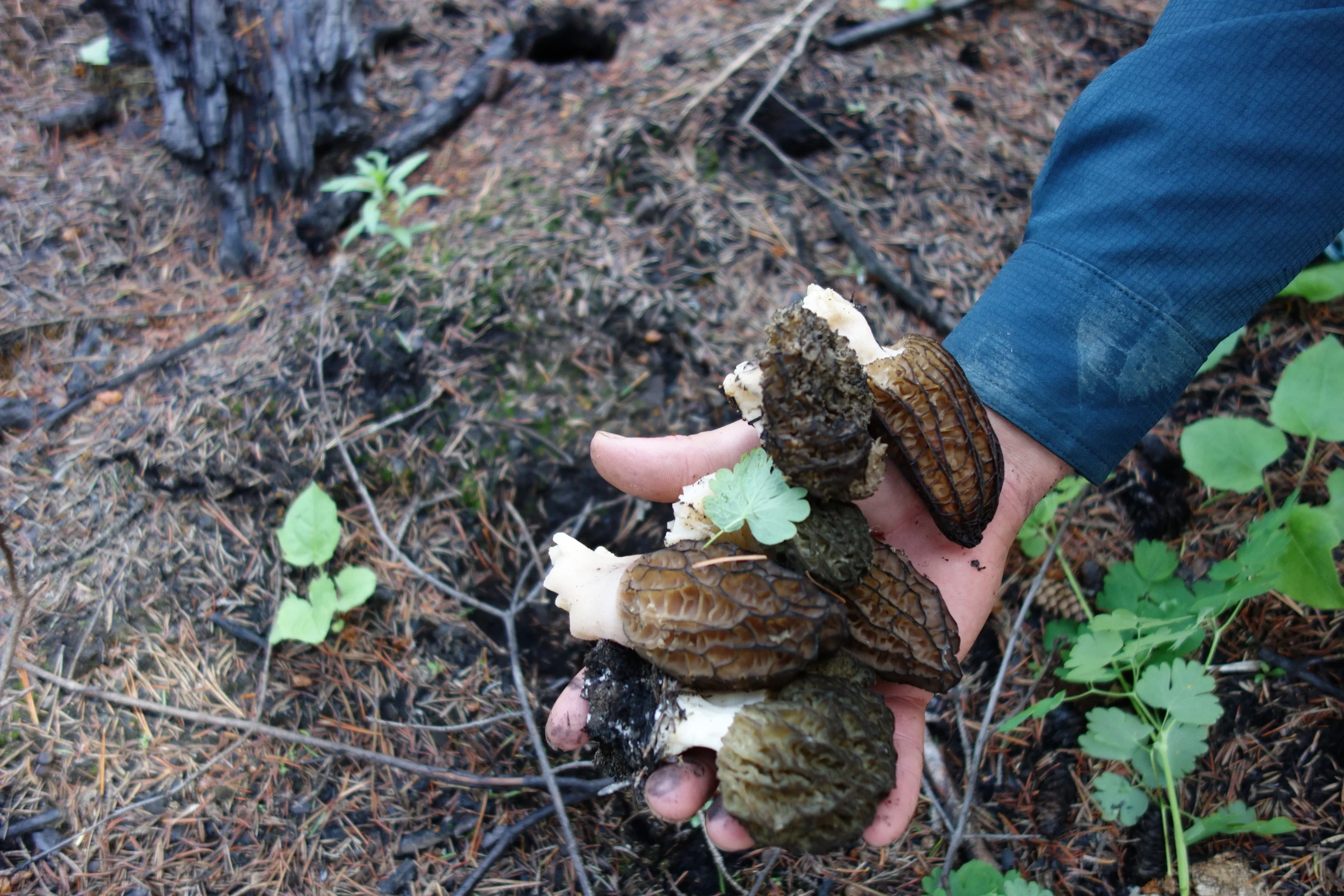 I decided to spare you all my mycological puns and dad-jokes. You're welcome. 