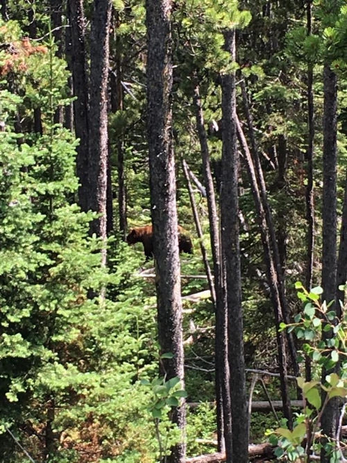 I couldn't bust the camera out quickly enough, so here's that griz from the first day again.